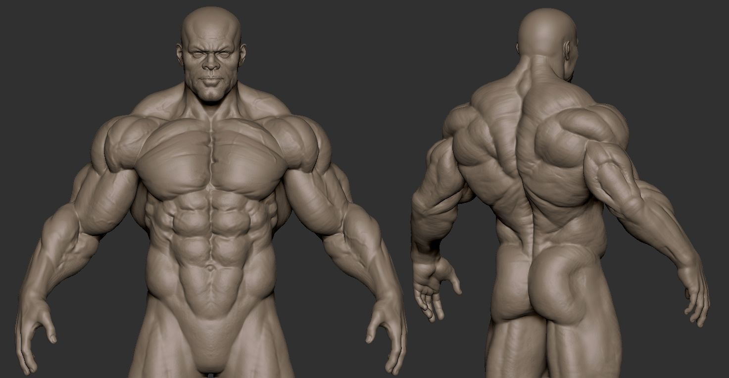 Strong Anatomy 3D model_3