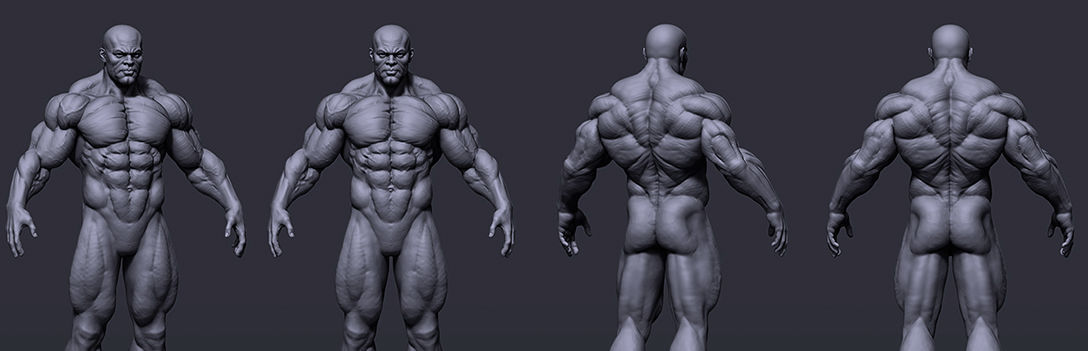Strong Anatomy 3D model_1