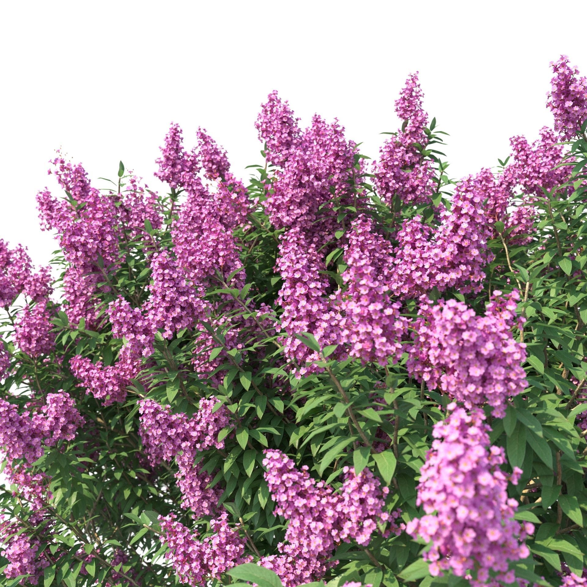 Crape myrtle No 1 with flowers 3D model_1