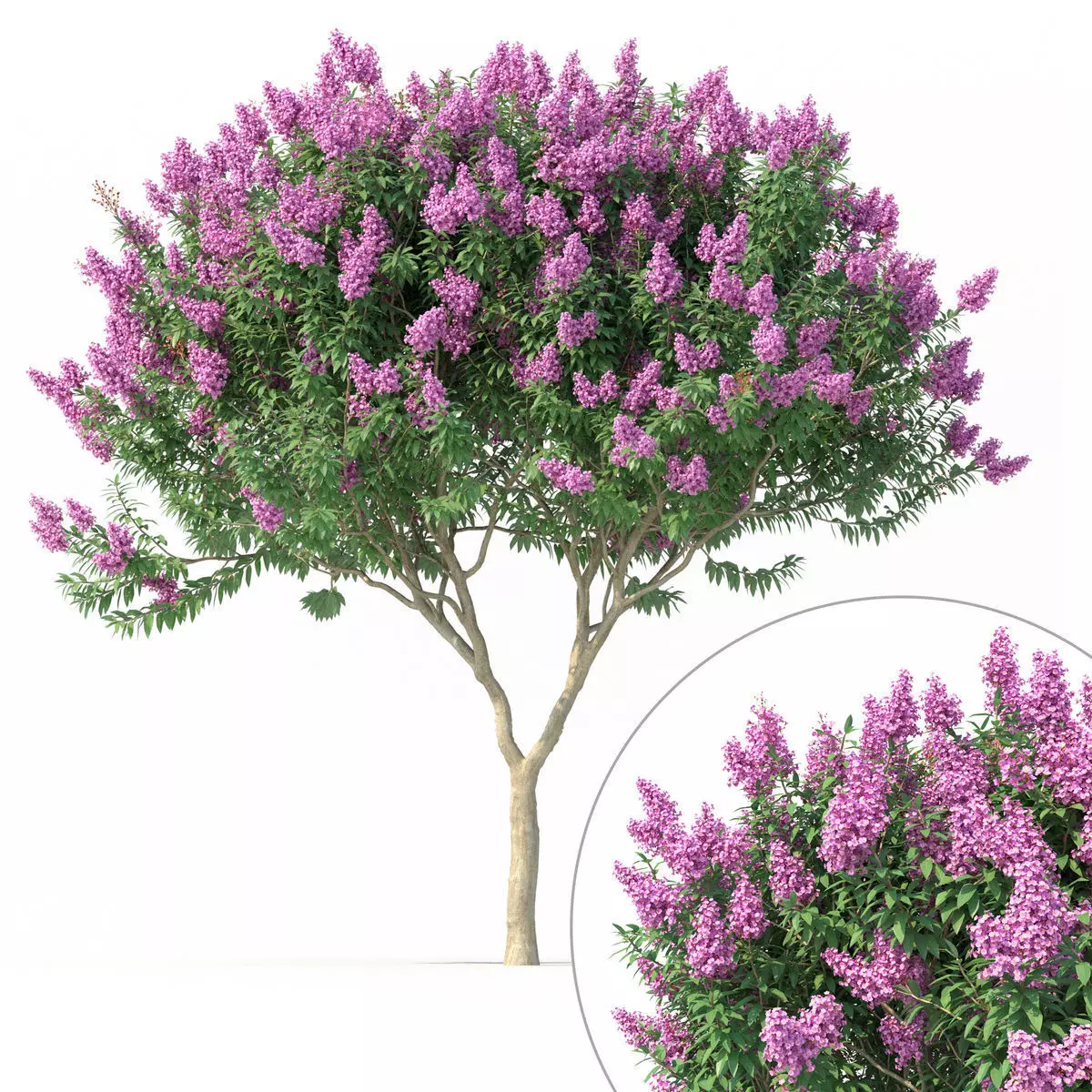 Crape myrtle No 1 with flowers 3D model_0