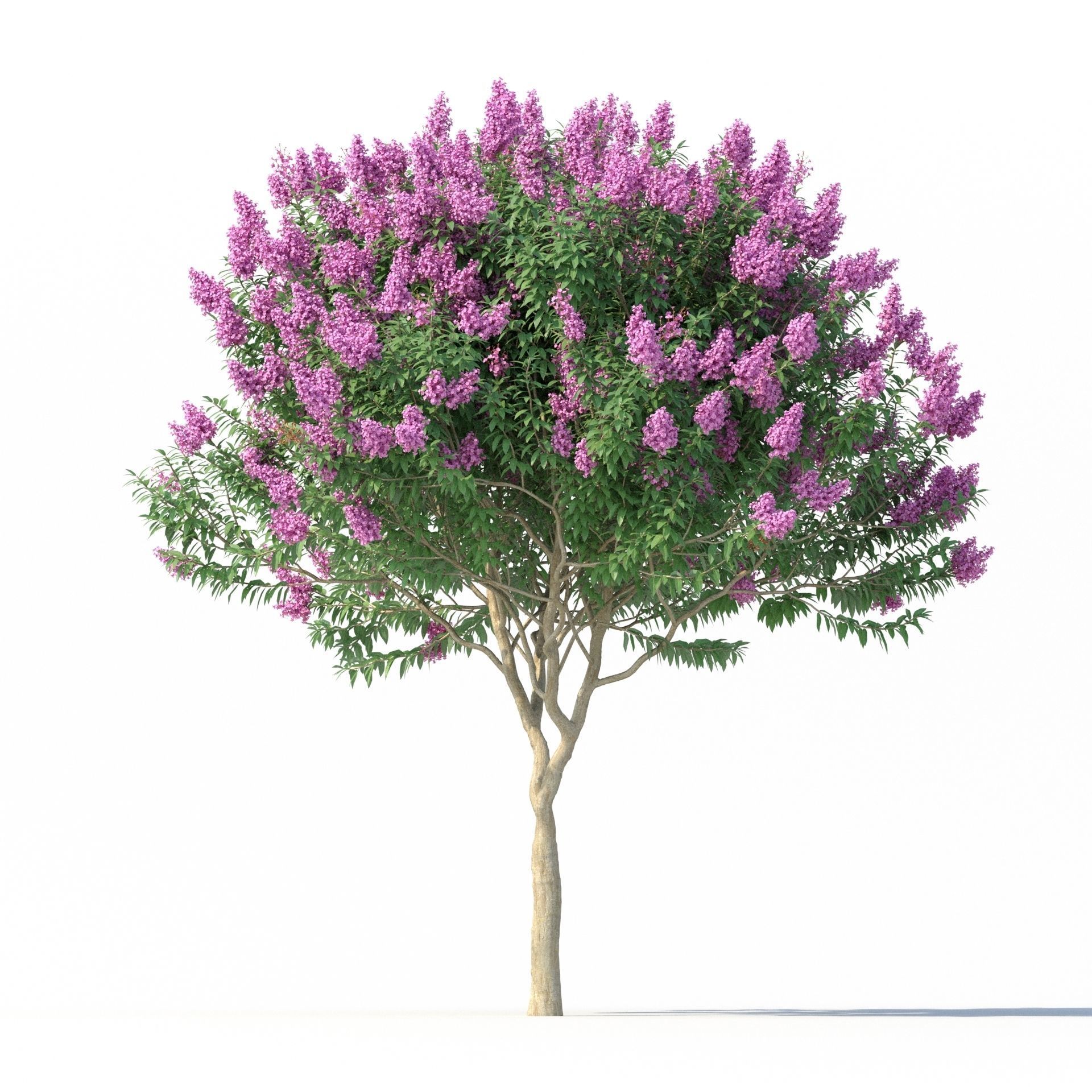 Crape myrtle No 1 with flowers 3D model_5