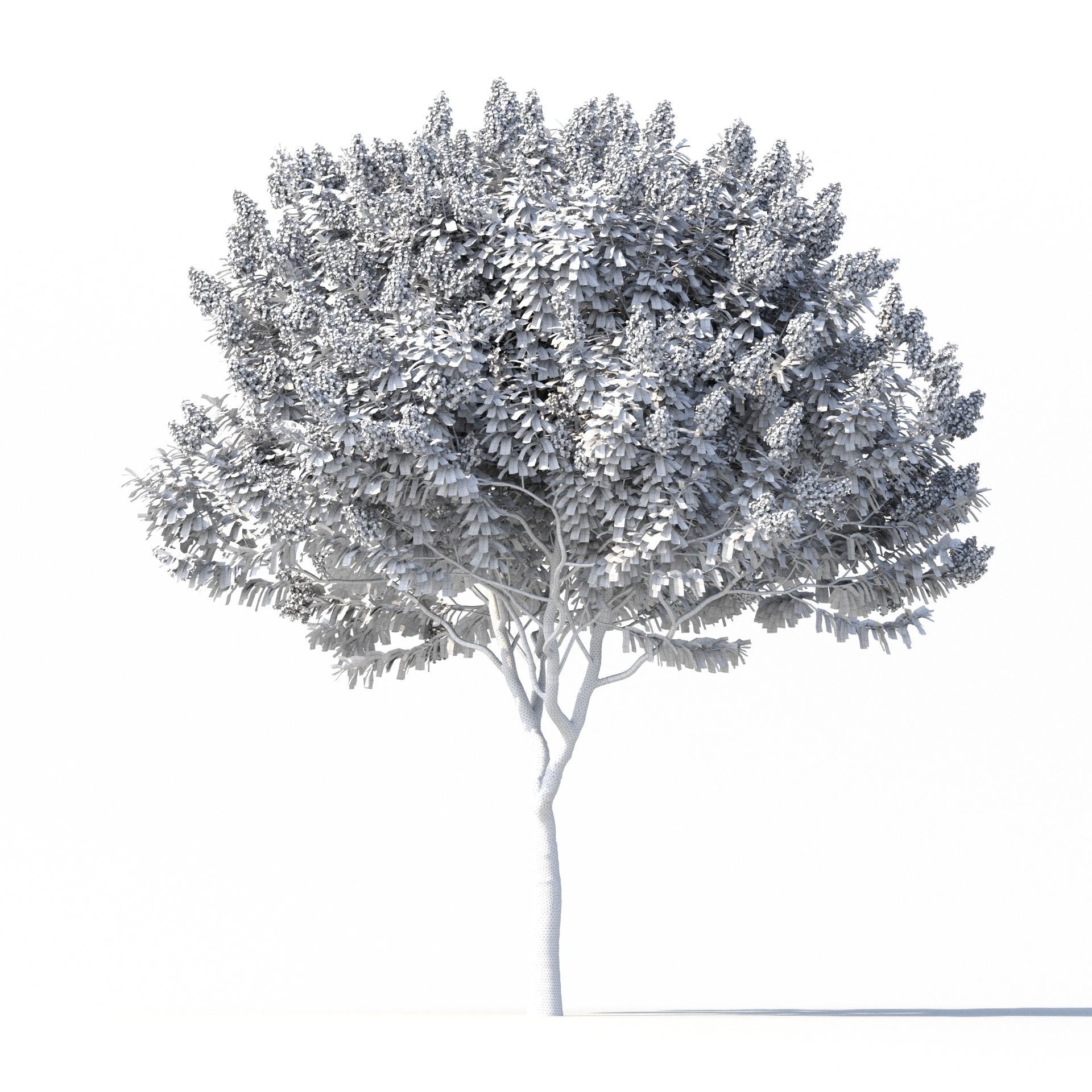 Crape myrtle No 1 with flowers 3D model_8