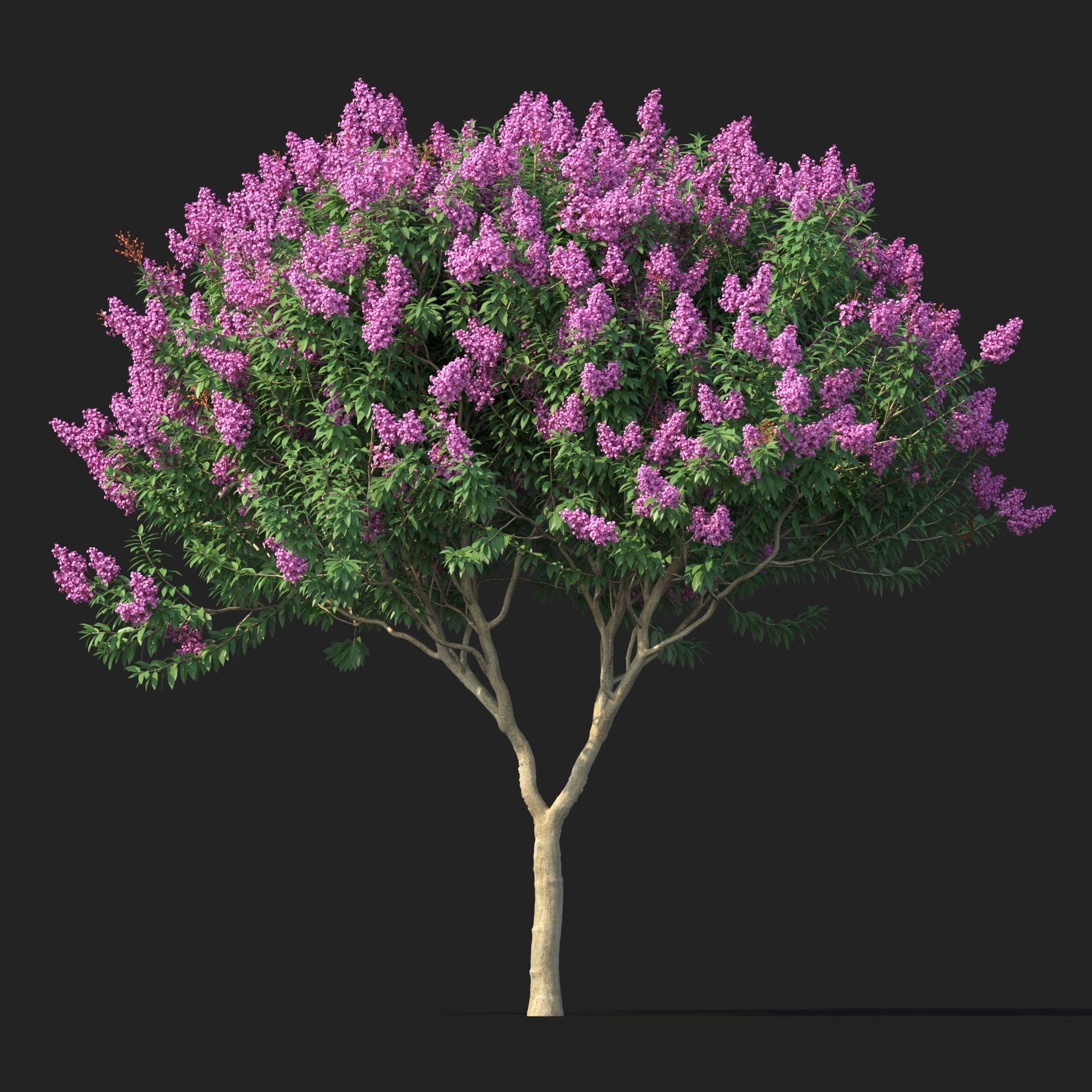 Crape myrtle No 1 with flowers 3D model_2