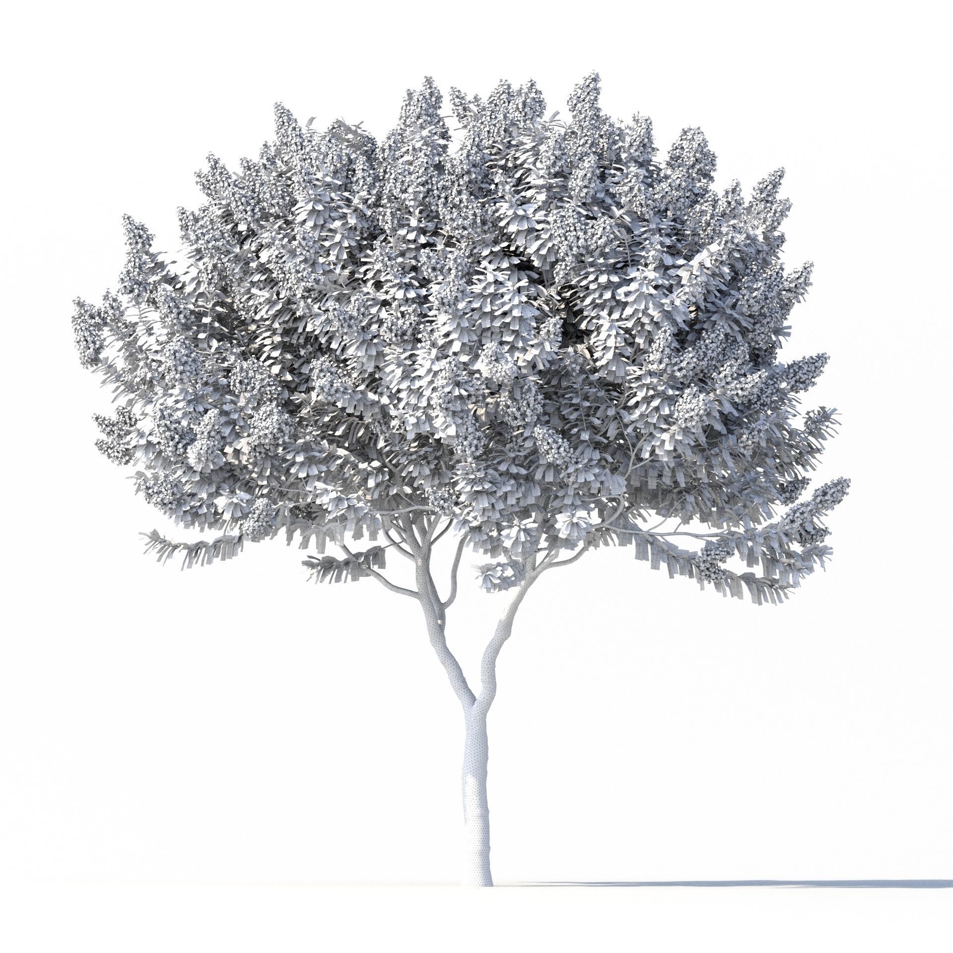 Crape myrtle No 1 with flowers 3D model_7