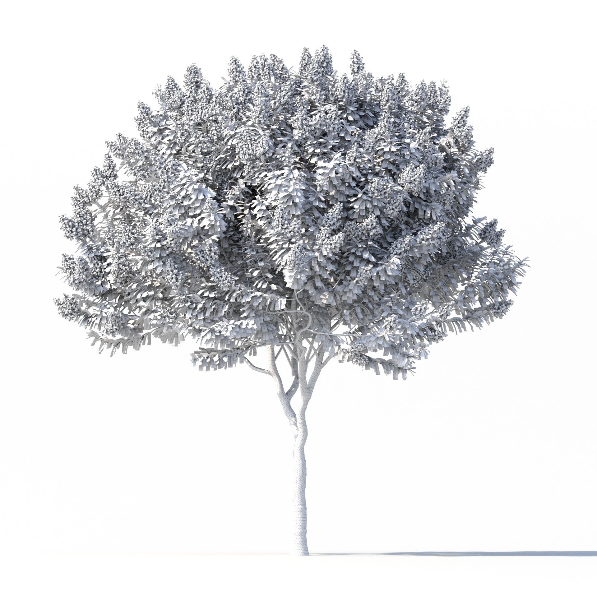 Crape myrtle No 1 with flowers 3D model_6