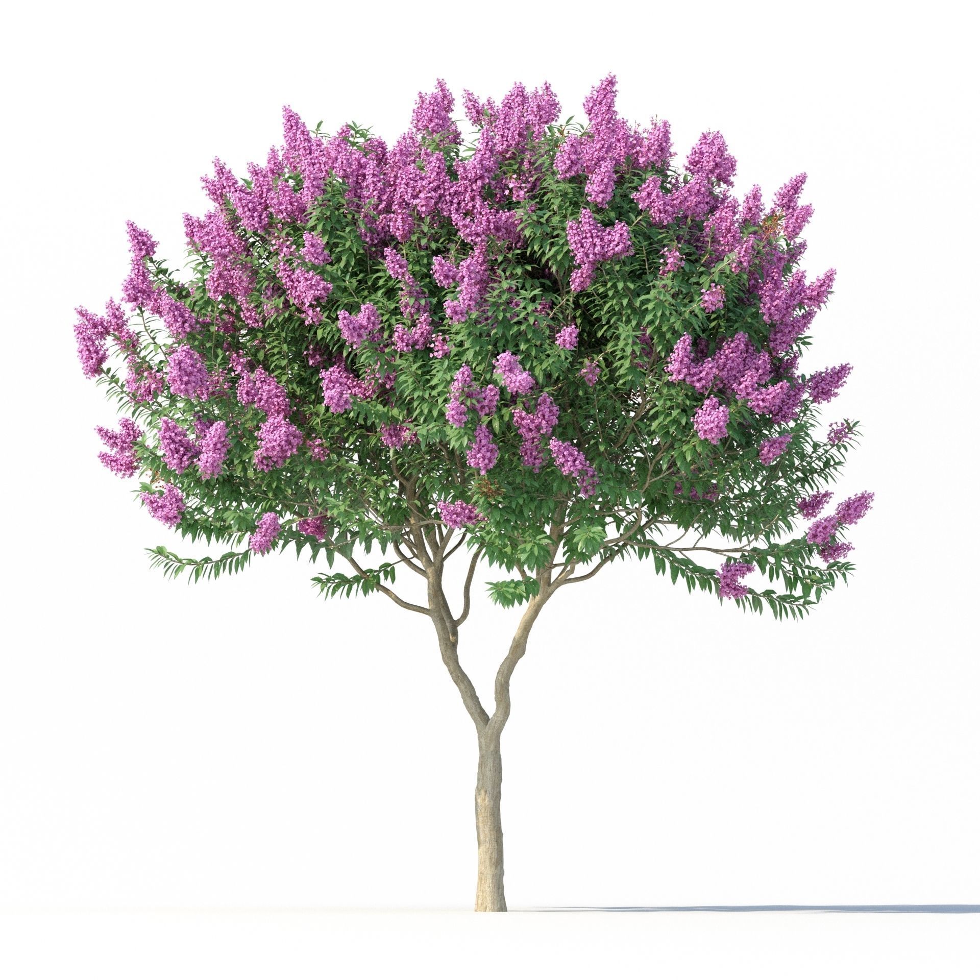 Crape myrtle No 1 with flowers 3D model_3