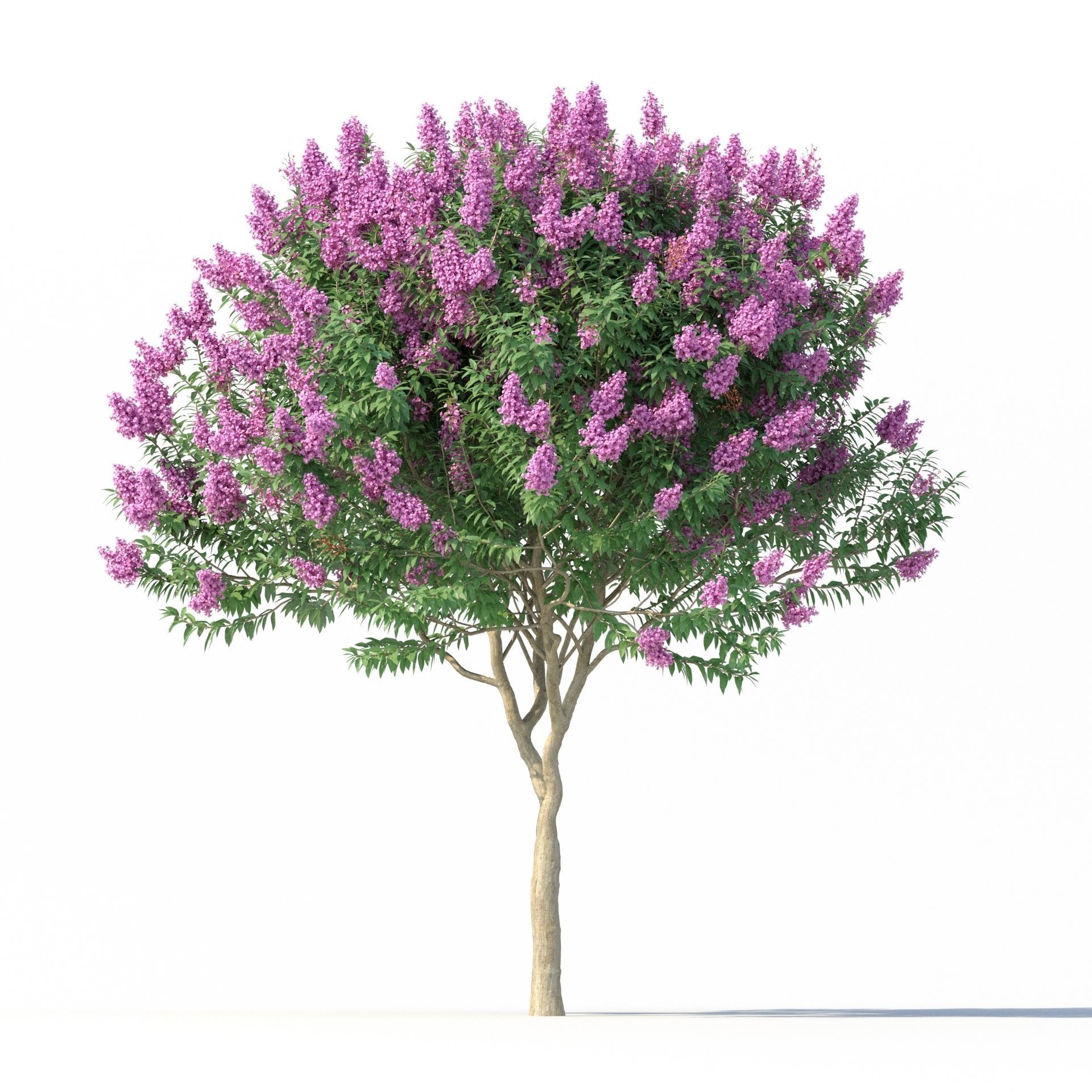Crape myrtle No 1 with flowers 3D model_4