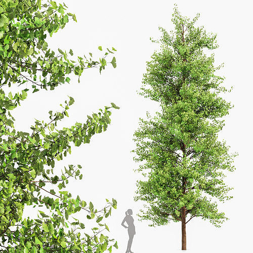 Maidenhair Tree Ginkgo Biloba 3D model