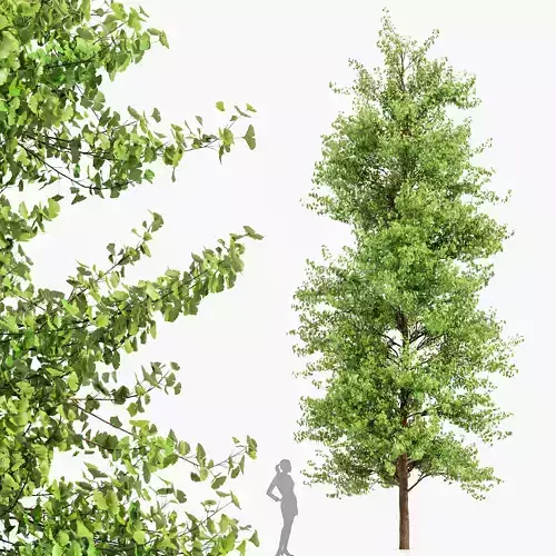 Maidenhair Tree Ginkgo Biloba 3D model