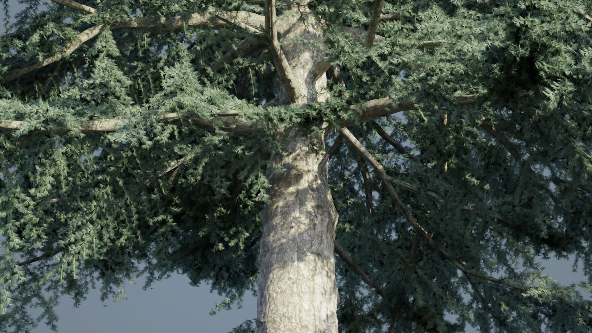 Deodar Cedar Trees Low-poly 3D model_4