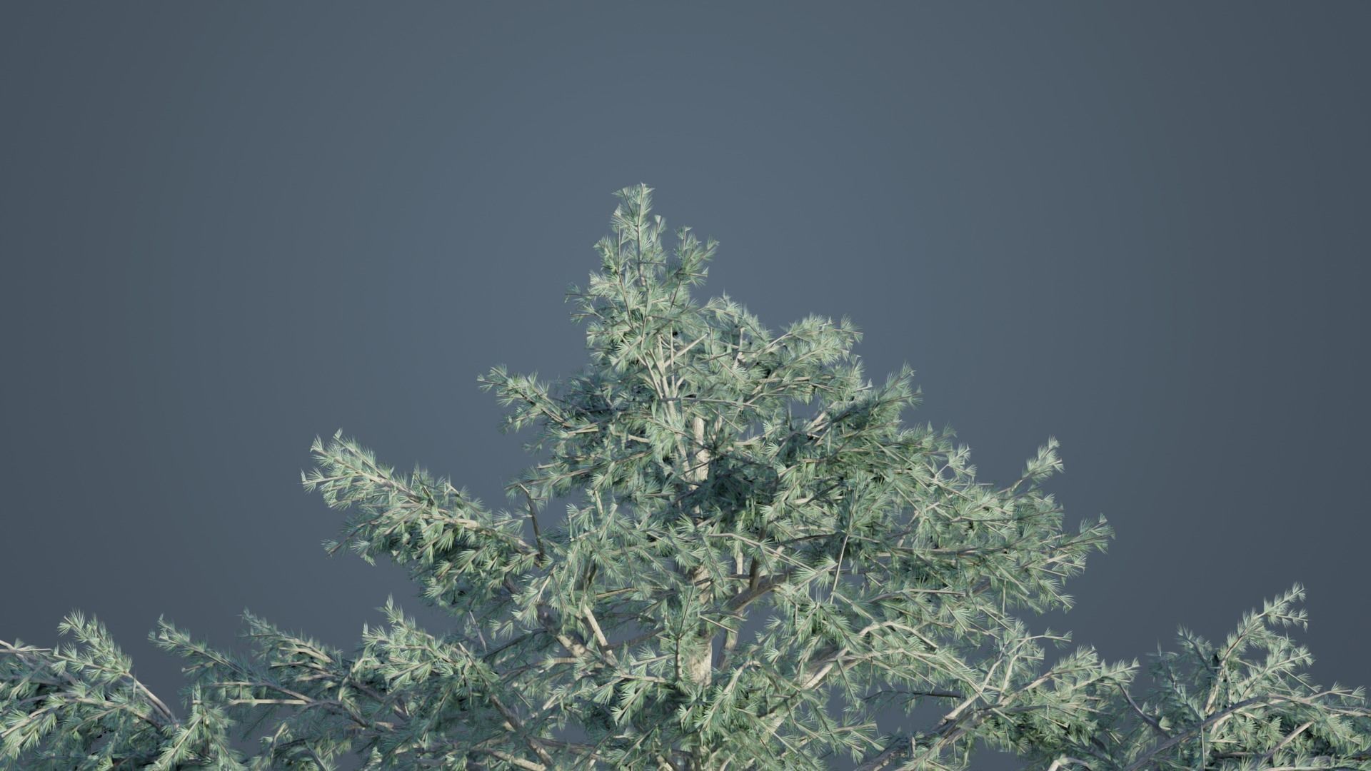 Deodar Cedar Trees Low-poly 3D model_6