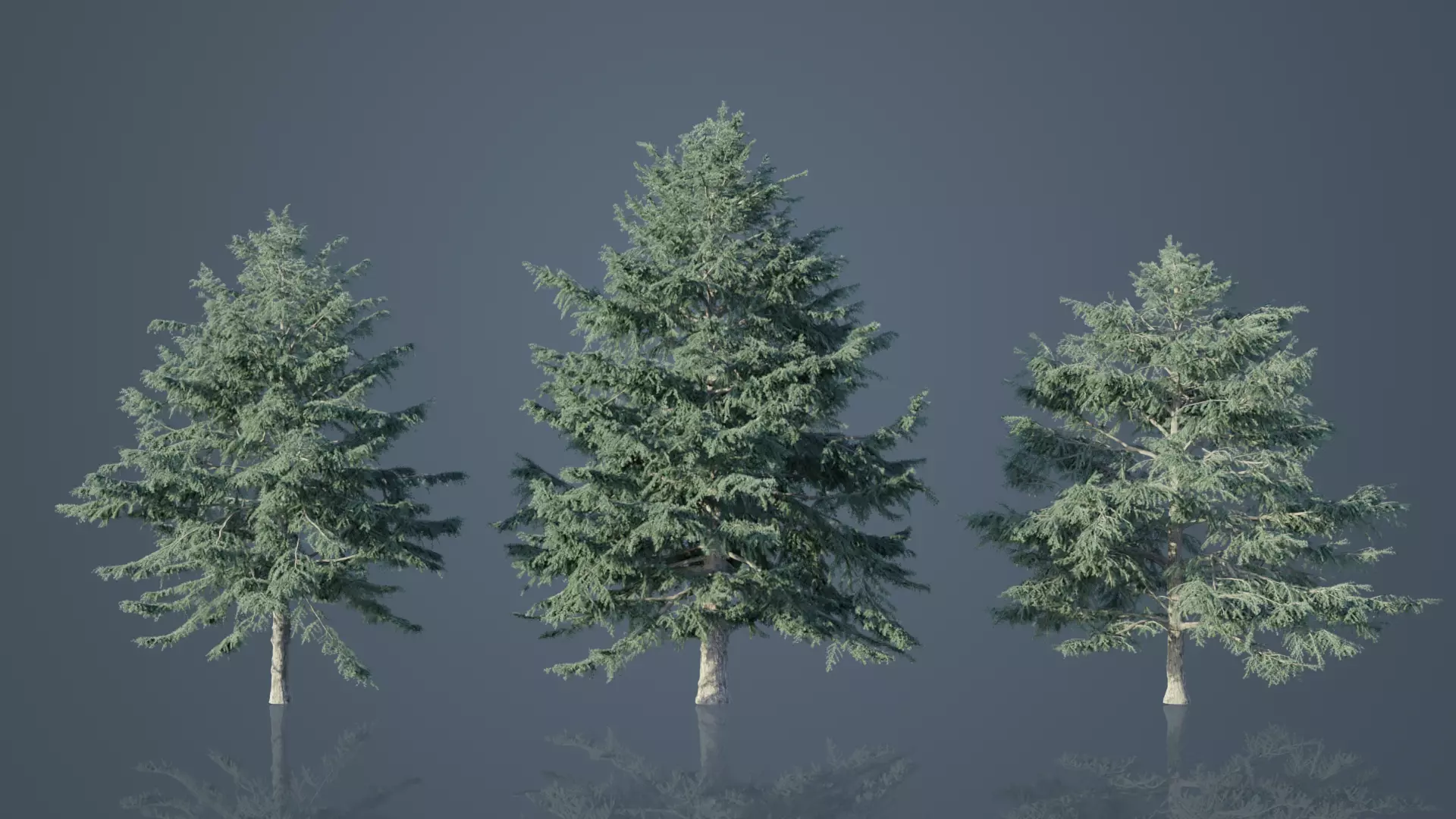 Deodar Cedar Trees Low-poly 3D model_0