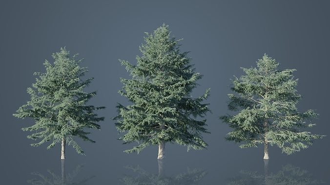 Deodar Cedar Trees Low-poly 3D model