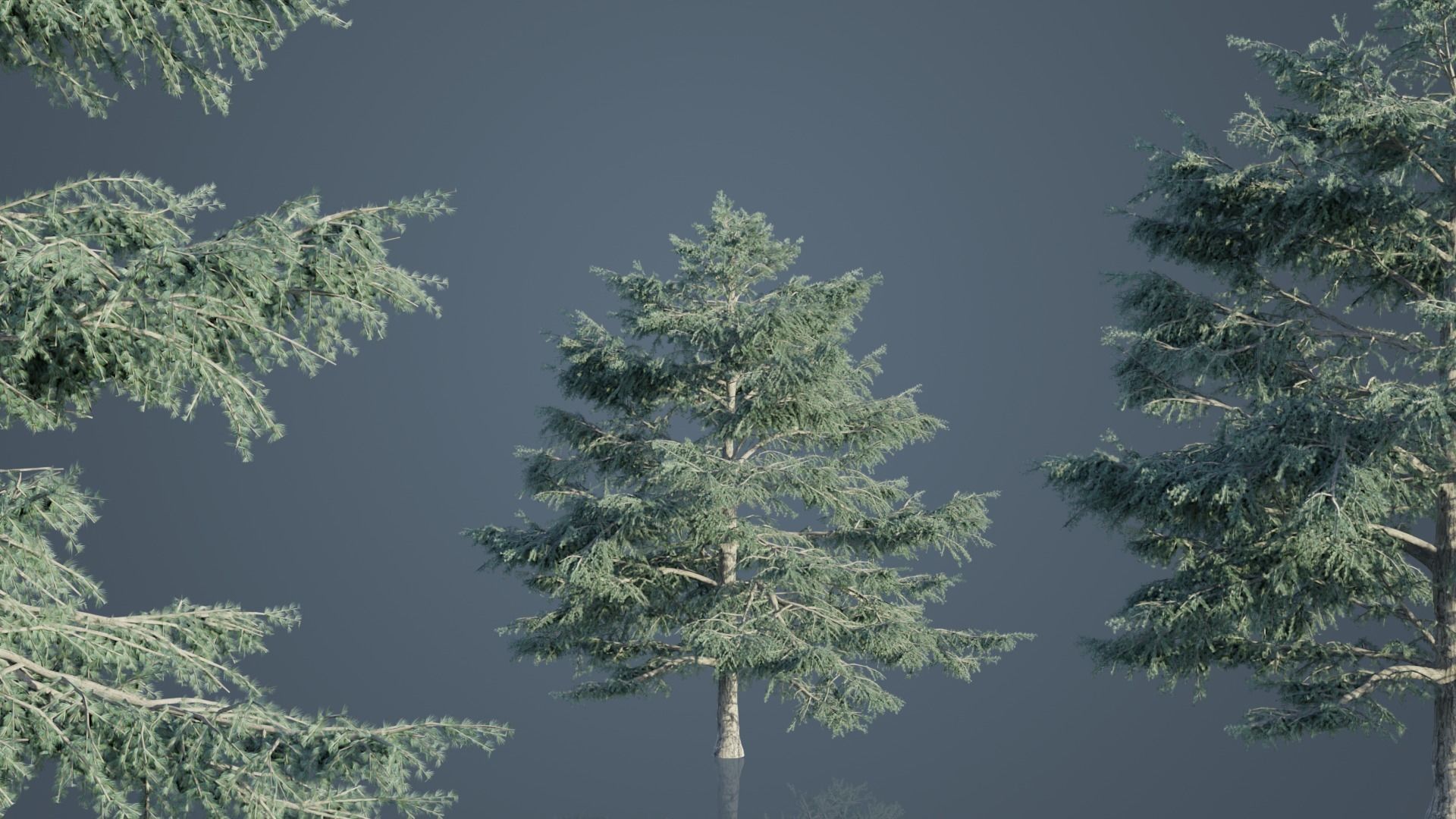 Deodar Cedar Trees Low-poly 3D model_2