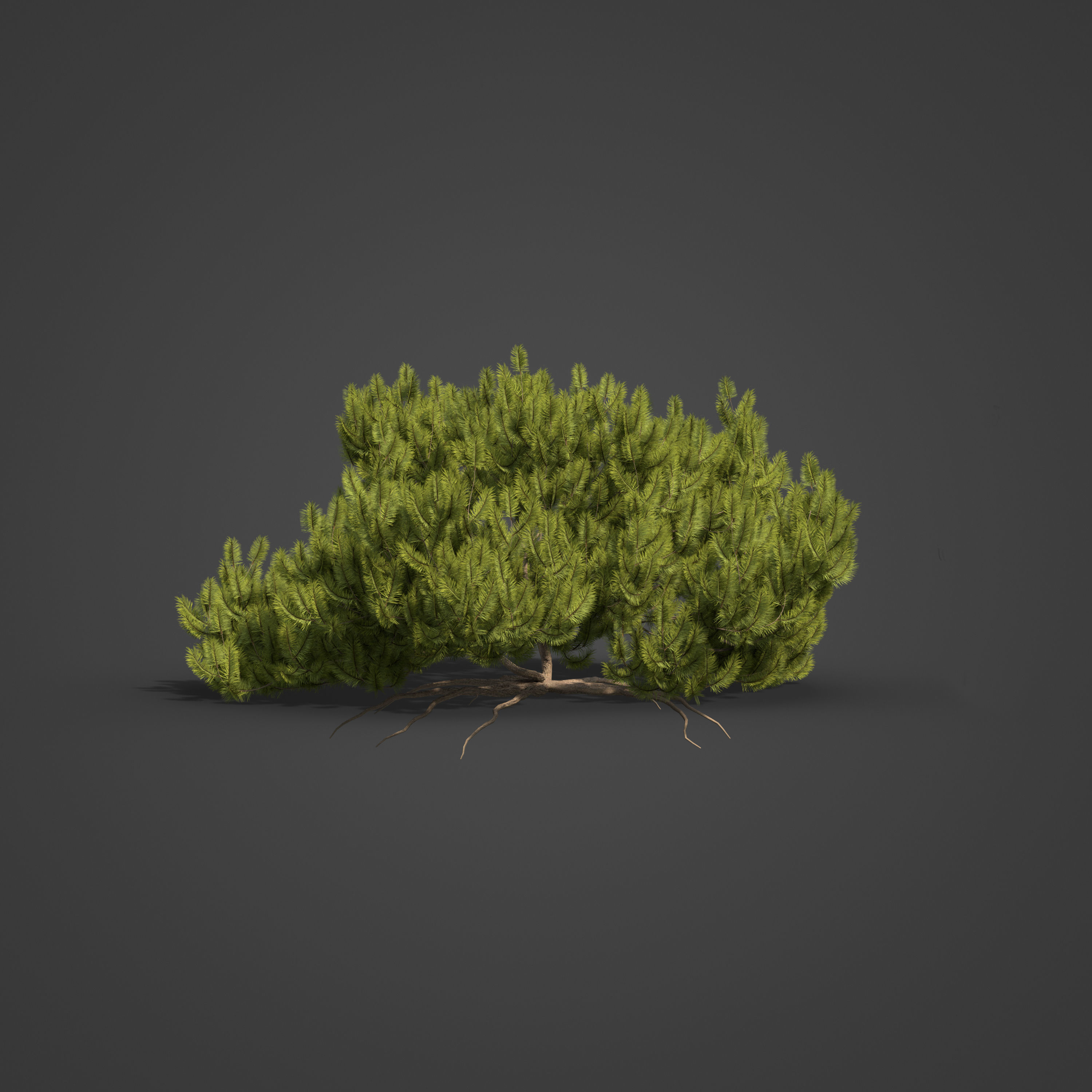 2021 PBR Mugo Pine Collection - Pinus Mugo 3D model_2