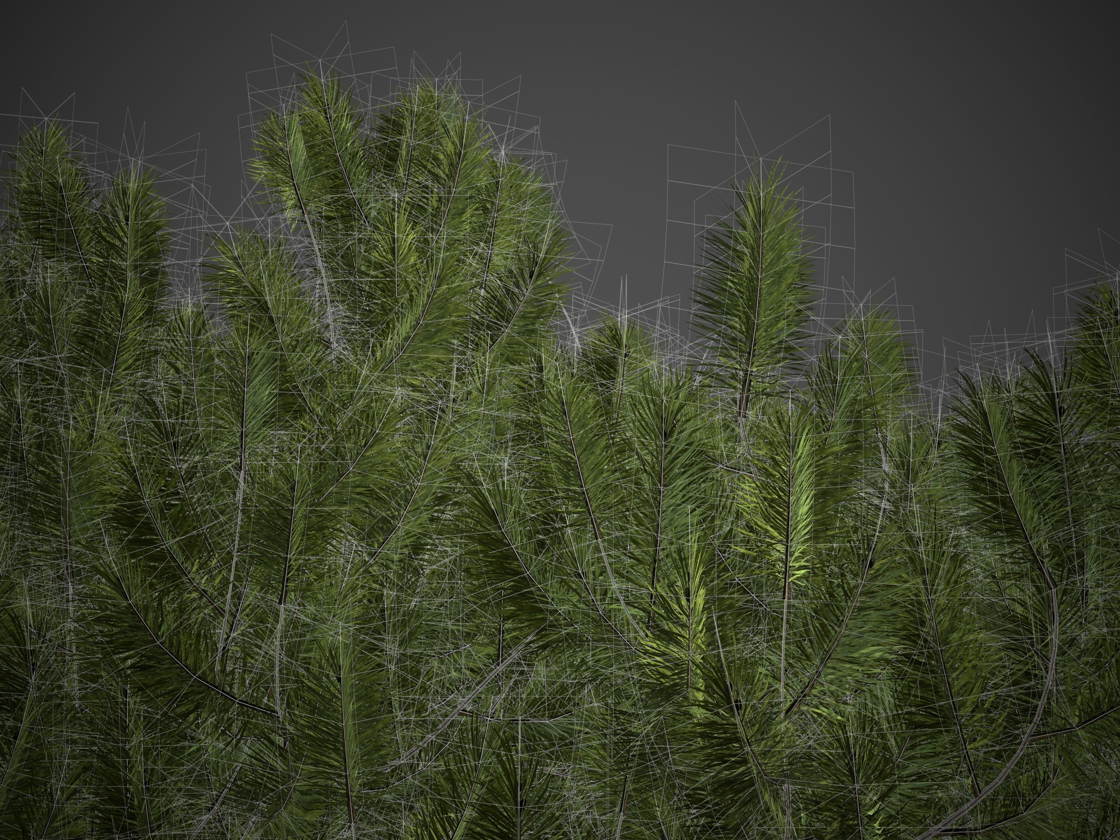 2021 PBR Mugo Pine Collection - Pinus Mugo 3D model_7