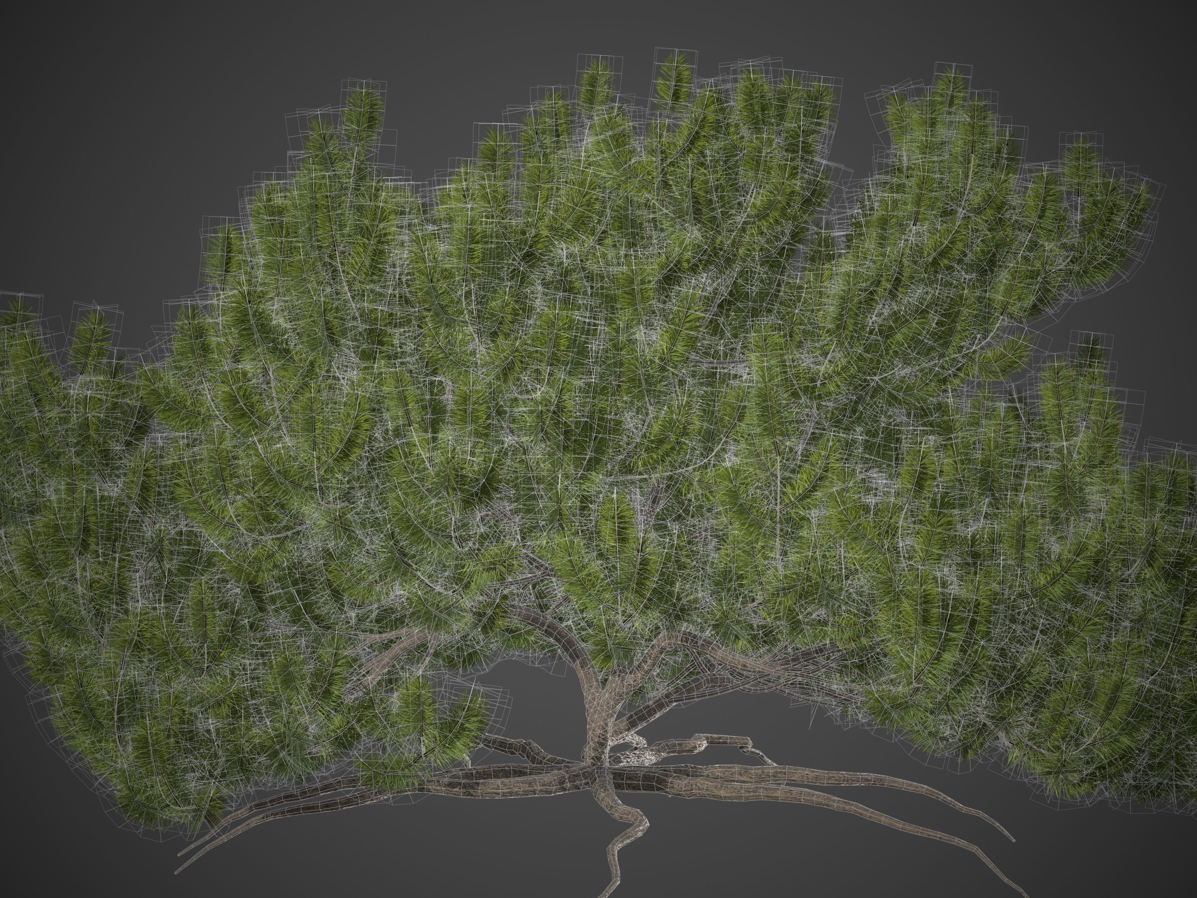 2021 PBR Mugo Pine Collection - Pinus Mugo 3D model_6
