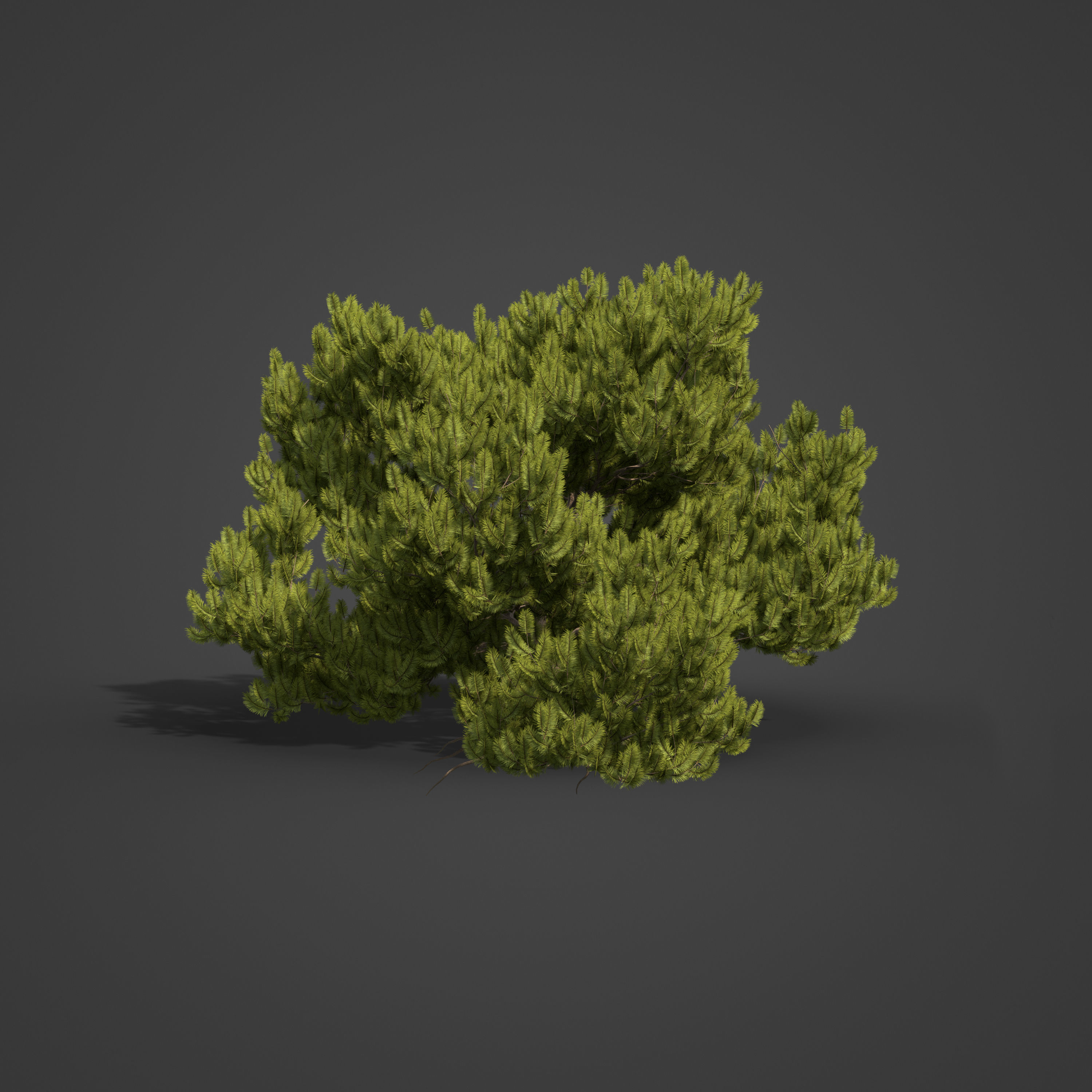 2021 PBR Mugo Pine Collection - Pinus Mugo 3D model_4