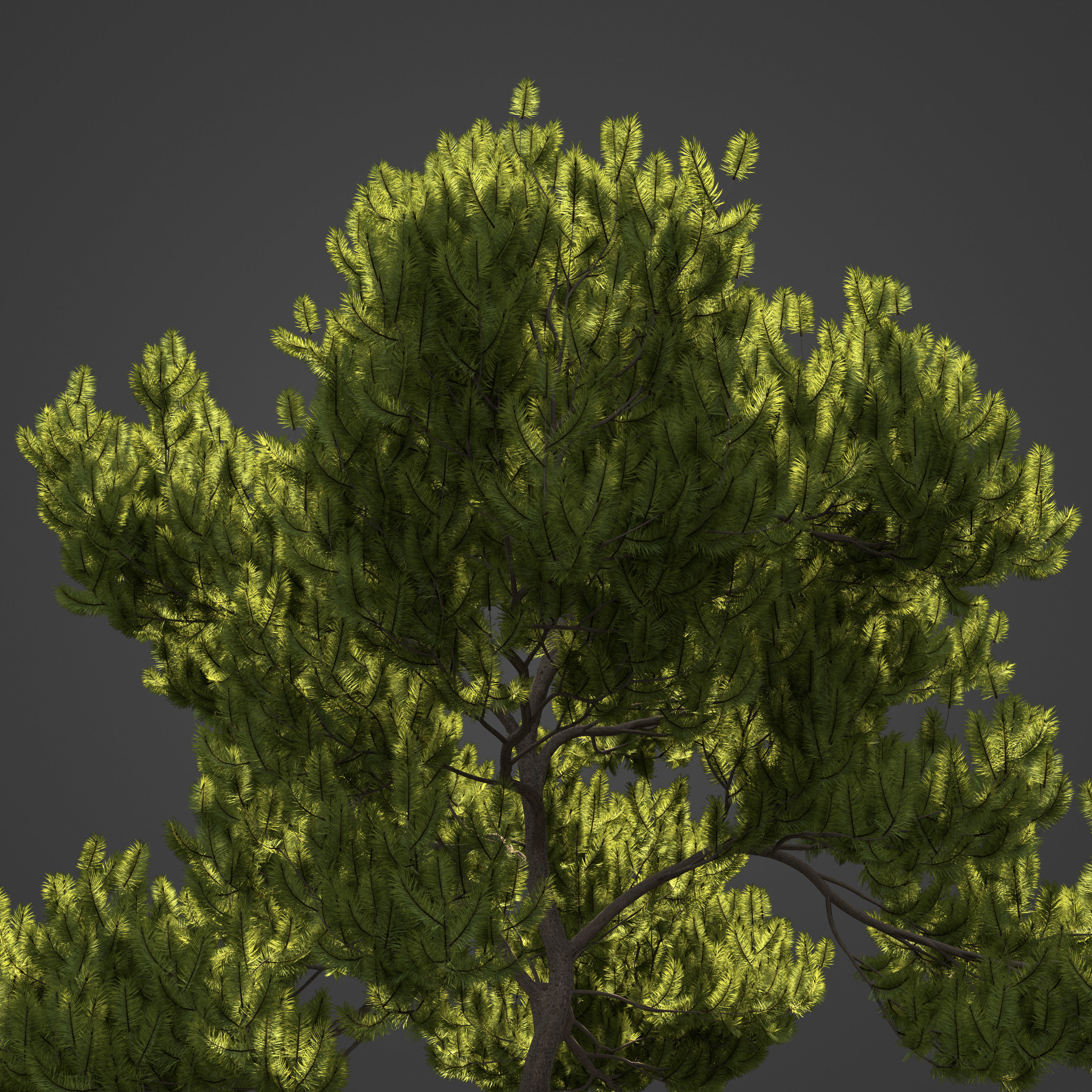 2021 PBR Mugo Pine Collection - Pinus Mugo 3D model_5