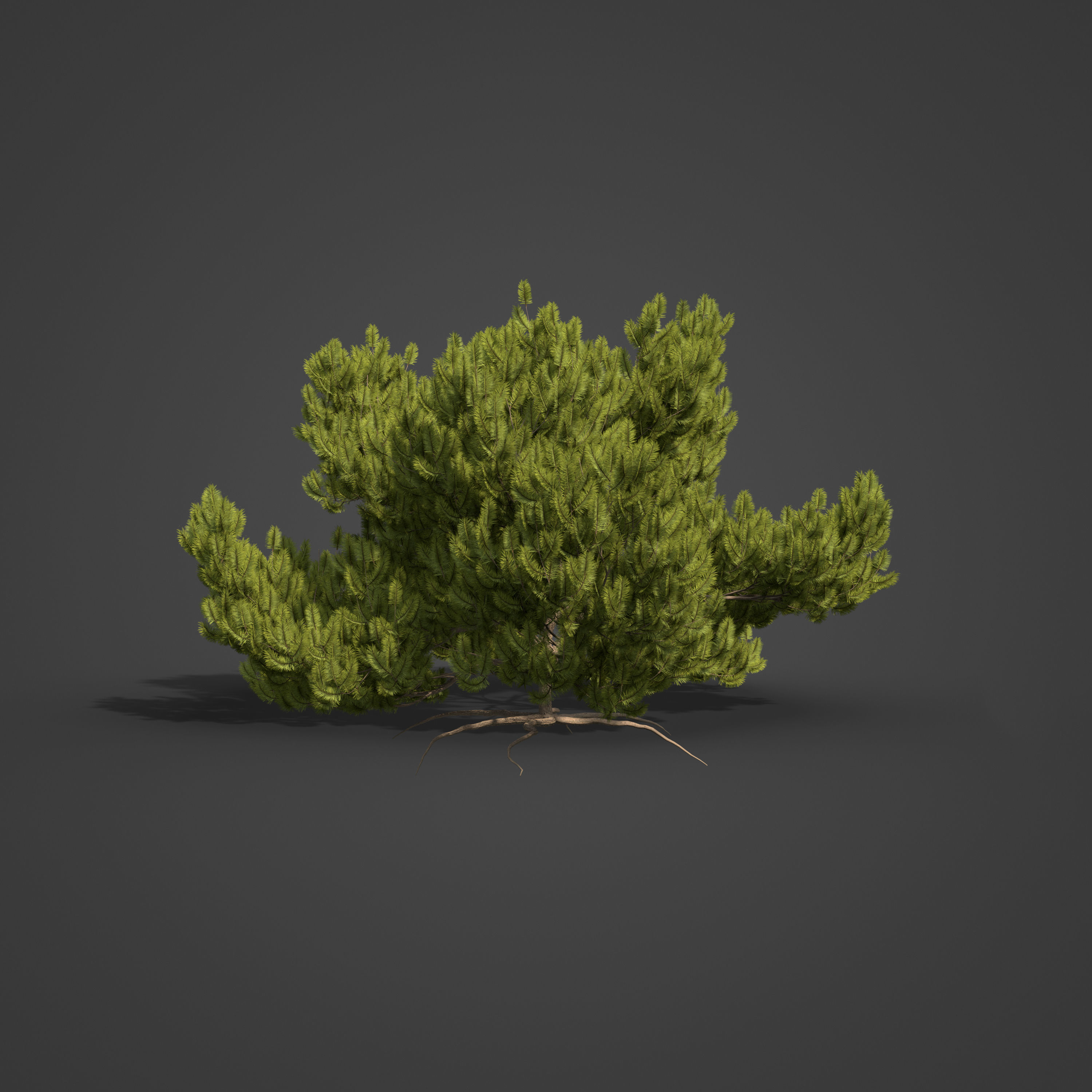 2021 PBR Mugo Pine Collection - Pinus Mugo 3D model_3