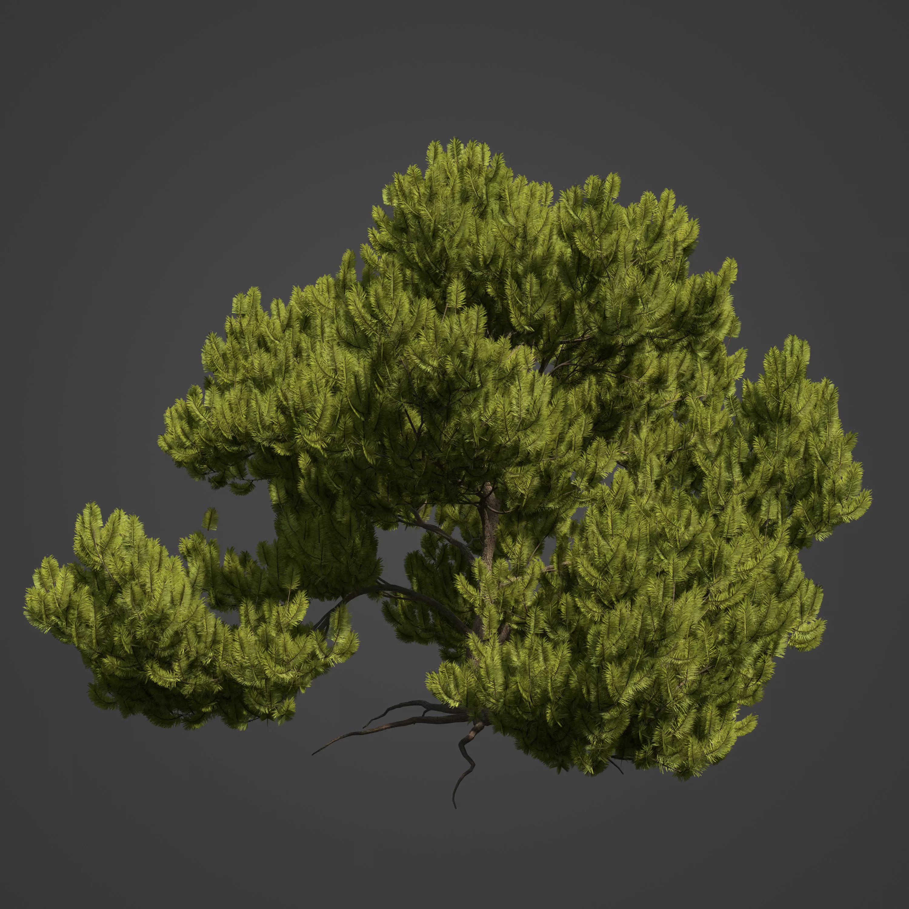 2021 PBR Mugo Pine Collection - Pinus Mugo 3D model_0
