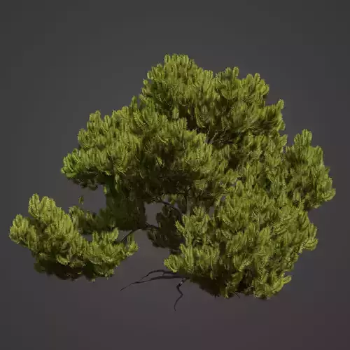 2021 PBR Mugo Pine Collection - Pinus Mugo  3D model