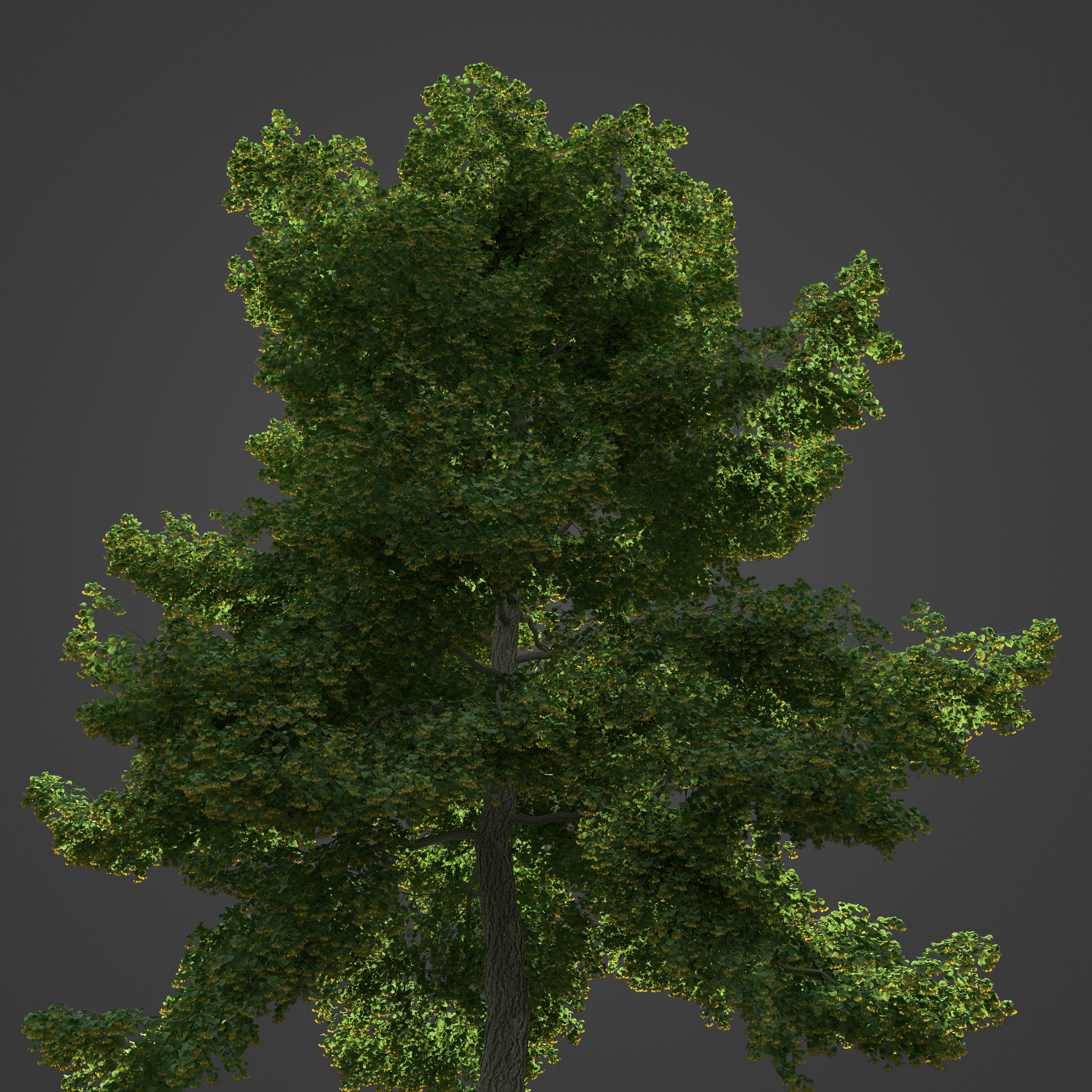 2021 PBR Little Leaf Linden Collection - Tilia Cordata 3D model_6