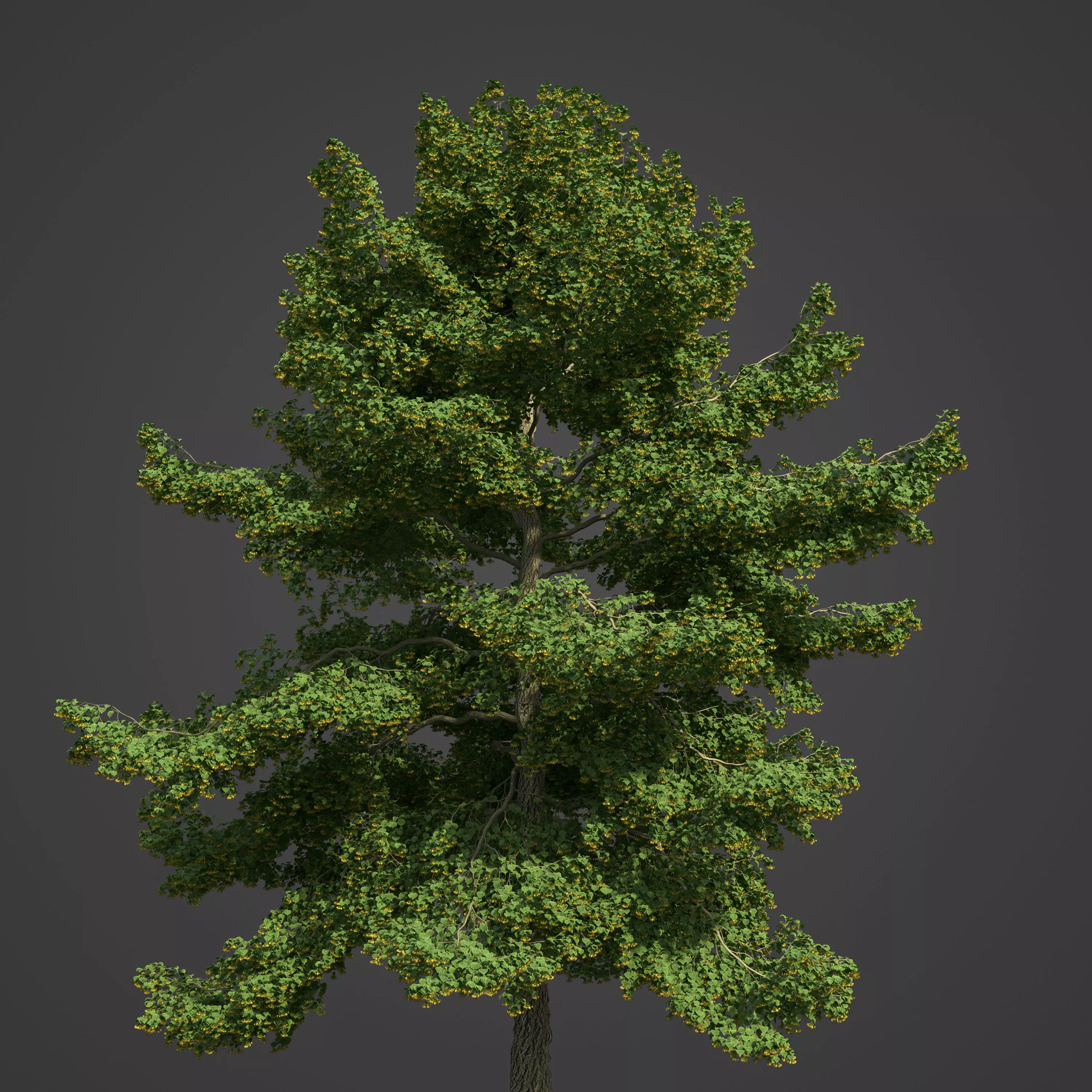 2021 PBR Little Leaf Linden Collection - Tilia Cordata 3D model_0