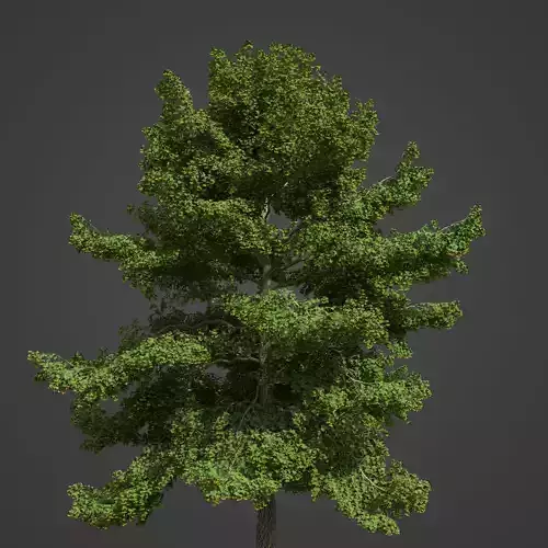 2021 PBR Little Leaf Linden Collection - Tilia Cordata