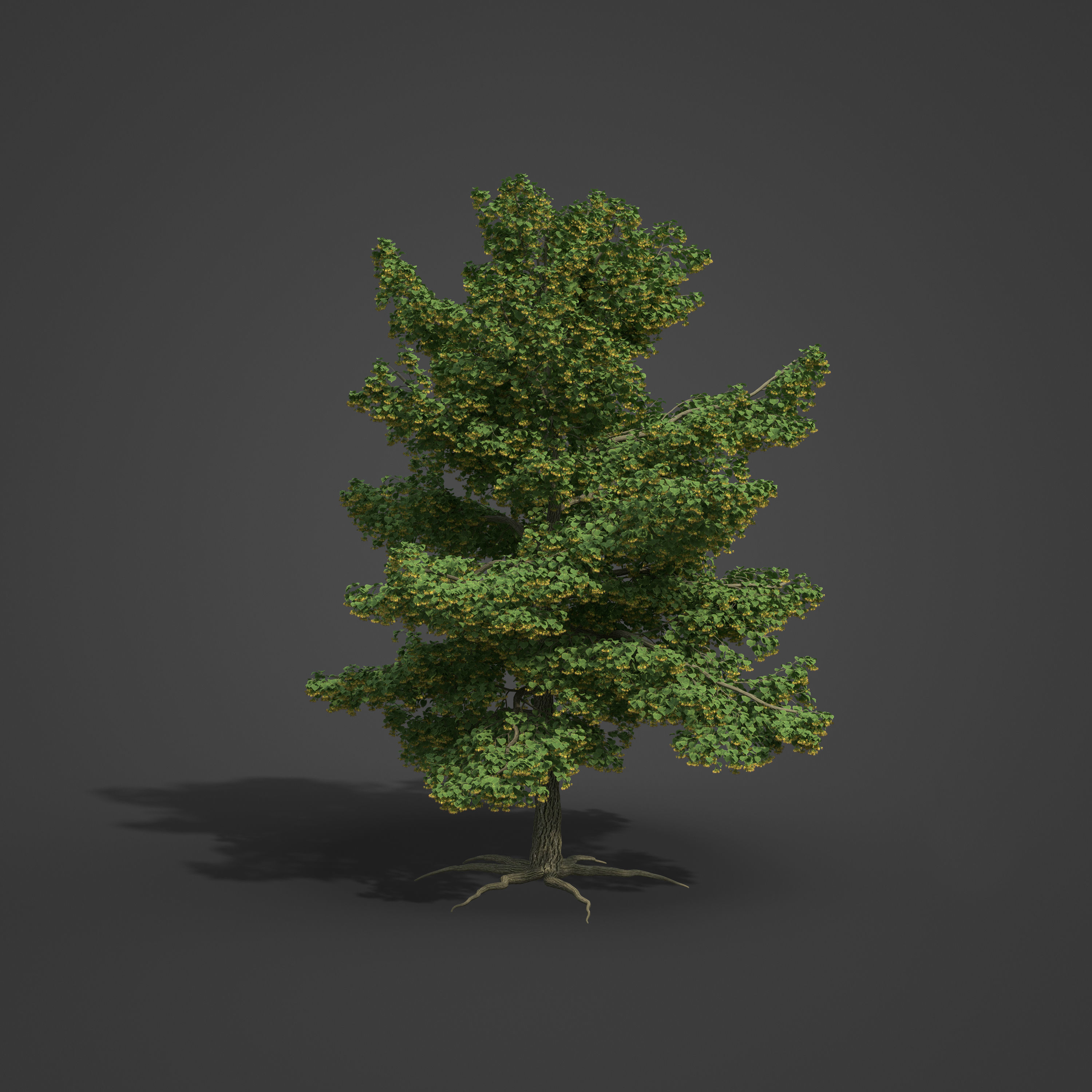 2021 PBR Little Leaf Linden Collection - Tilia Cordata 3D model_5