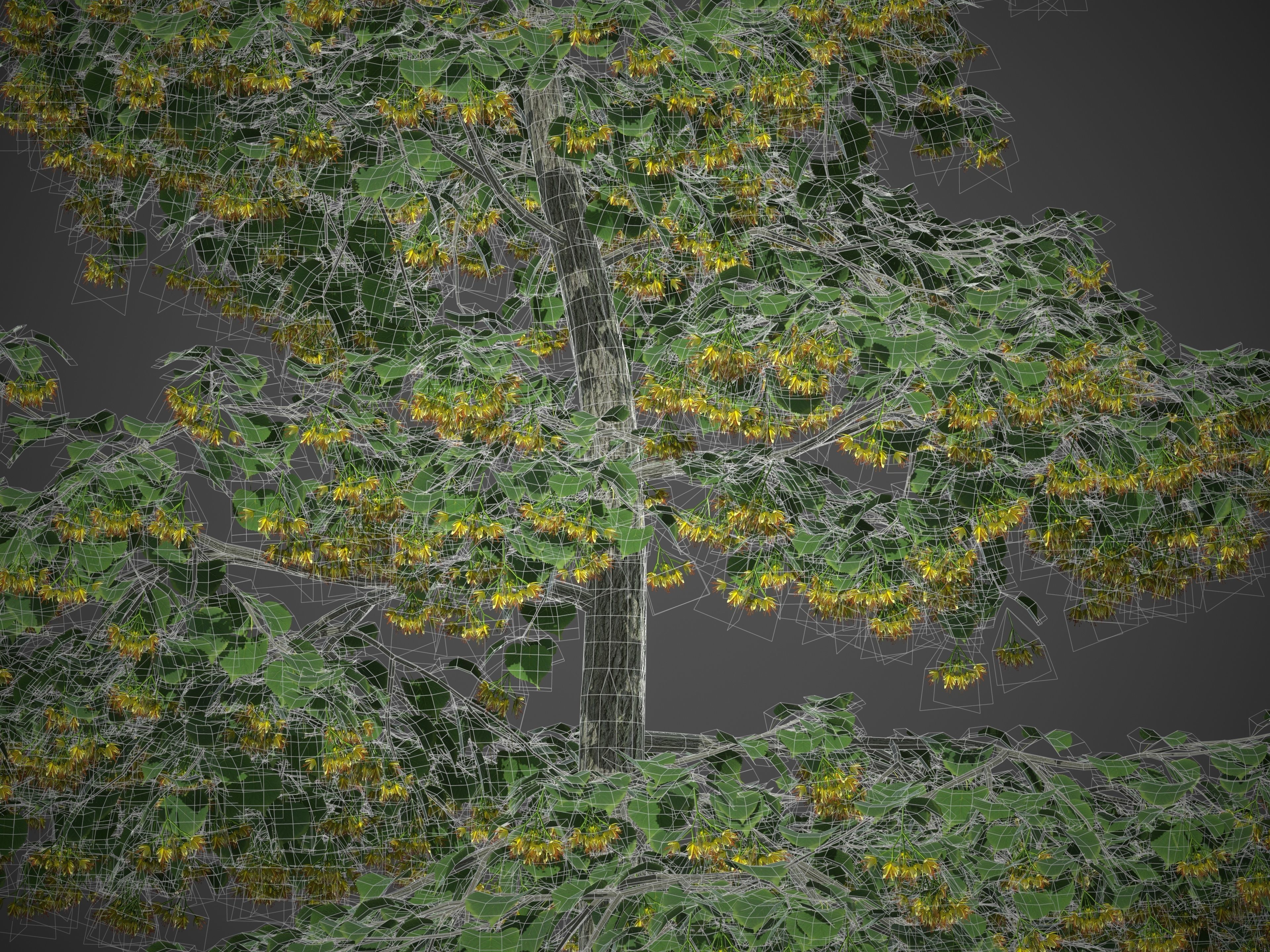 2021 PBR Little Leaf Linden Collection - Tilia Cordata 3D model_7