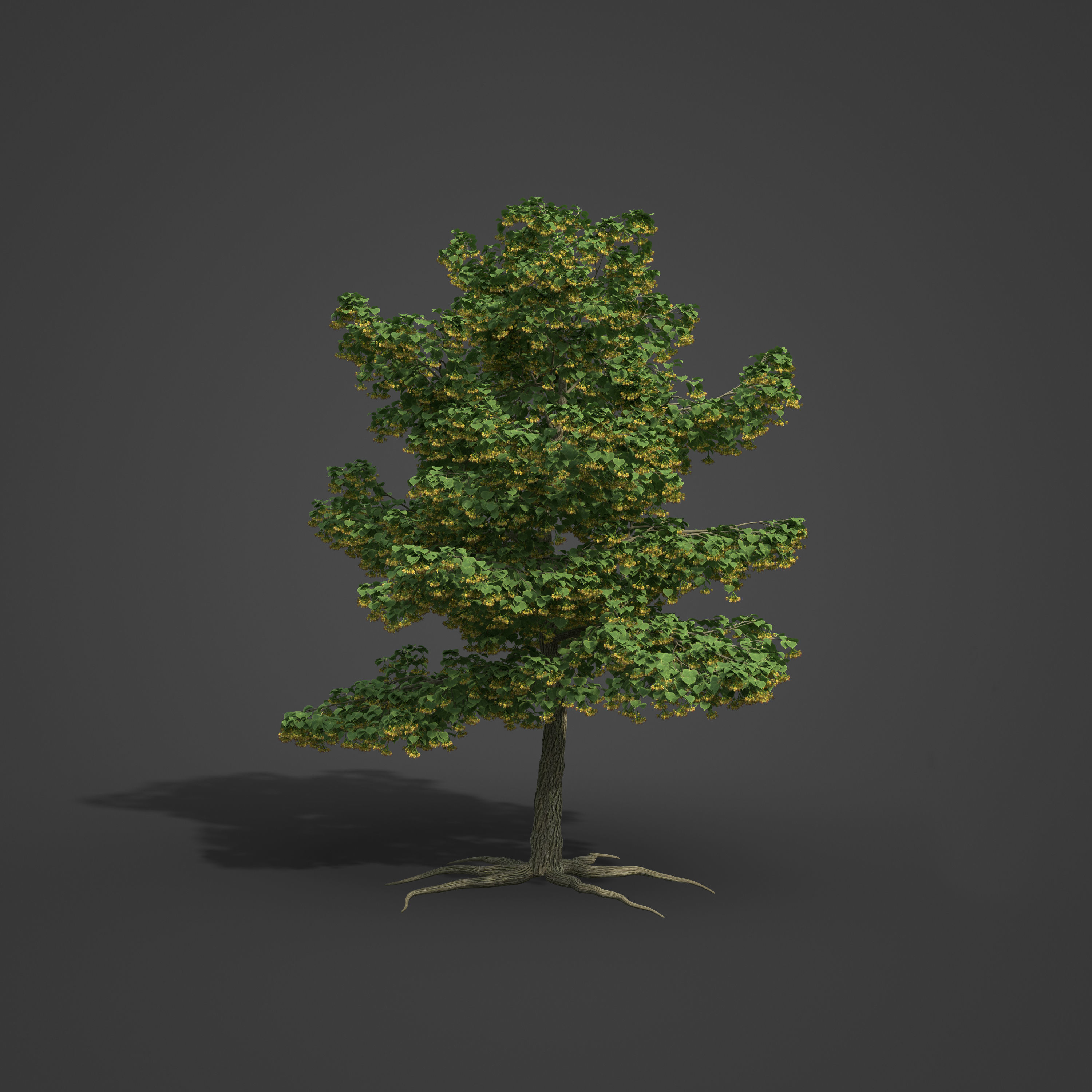 2021 PBR Little Leaf Linden Collection - Tilia Cordata 3D model_4
