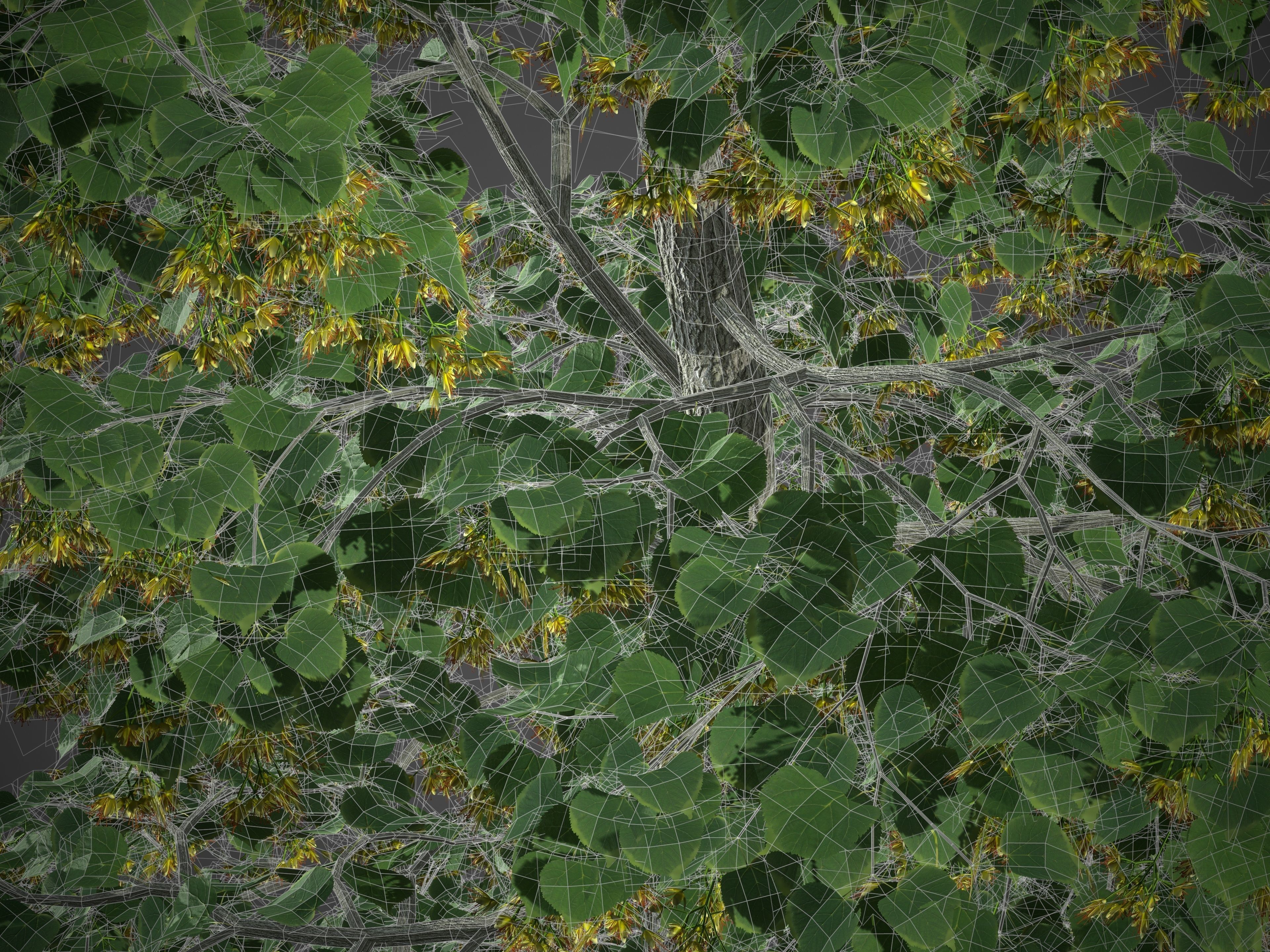 2021 PBR Little Leaf Linden Collection - Tilia Cordata 3D model_8