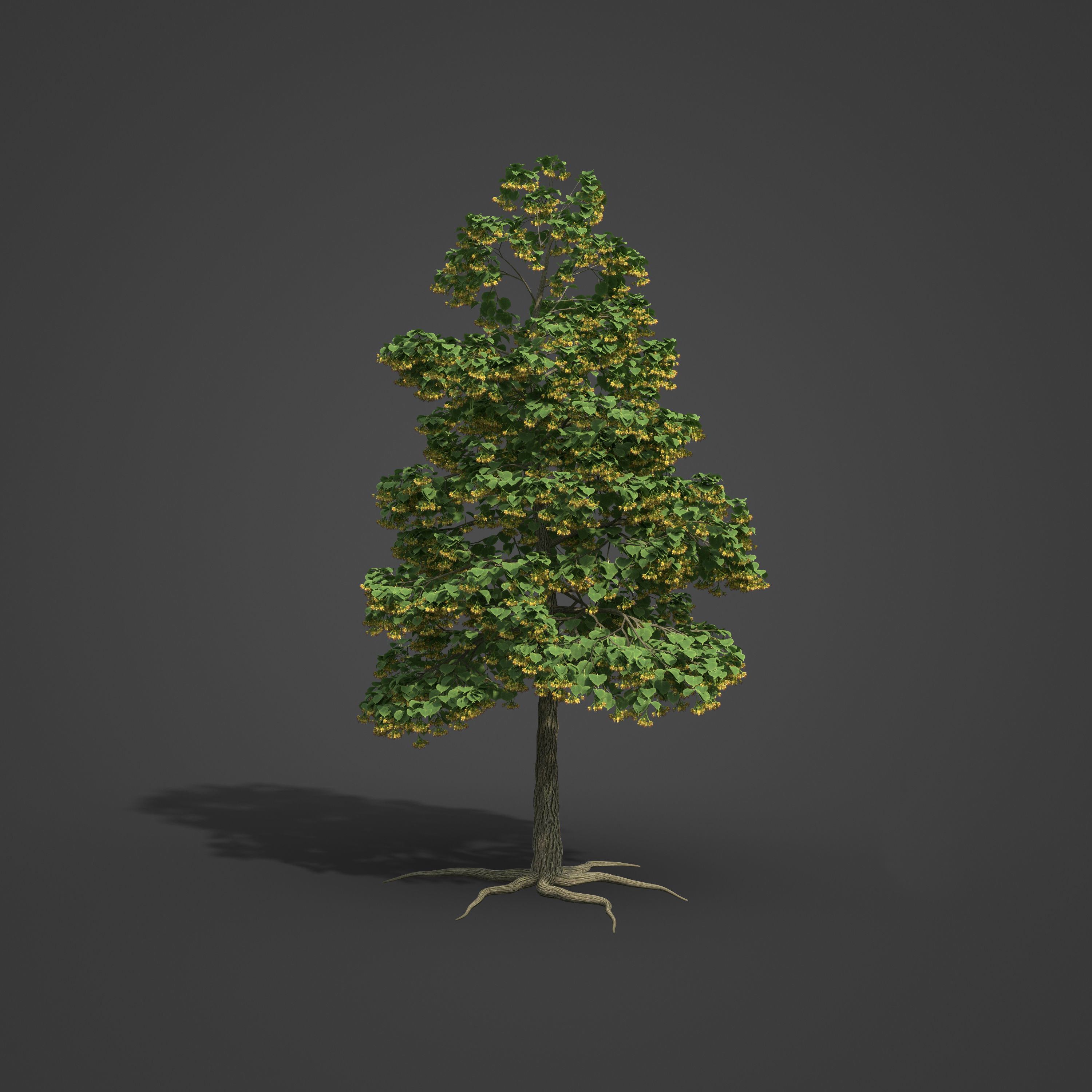 2021 PBR Little Leaf Linden Collection - Tilia Cordata 3D model_2