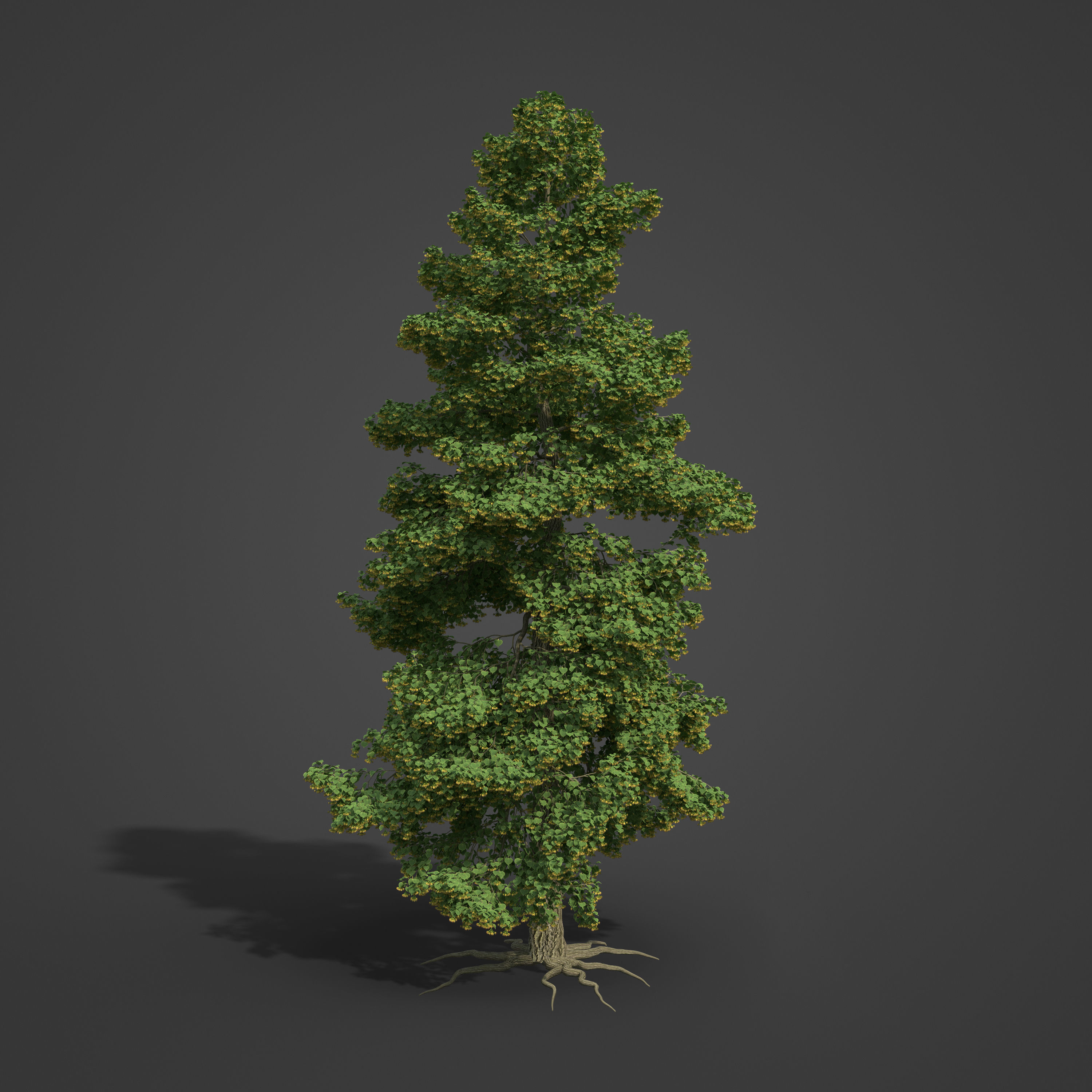 2021 PBR Little Leaf Linden Collection - Tilia Cordata 3D model_3