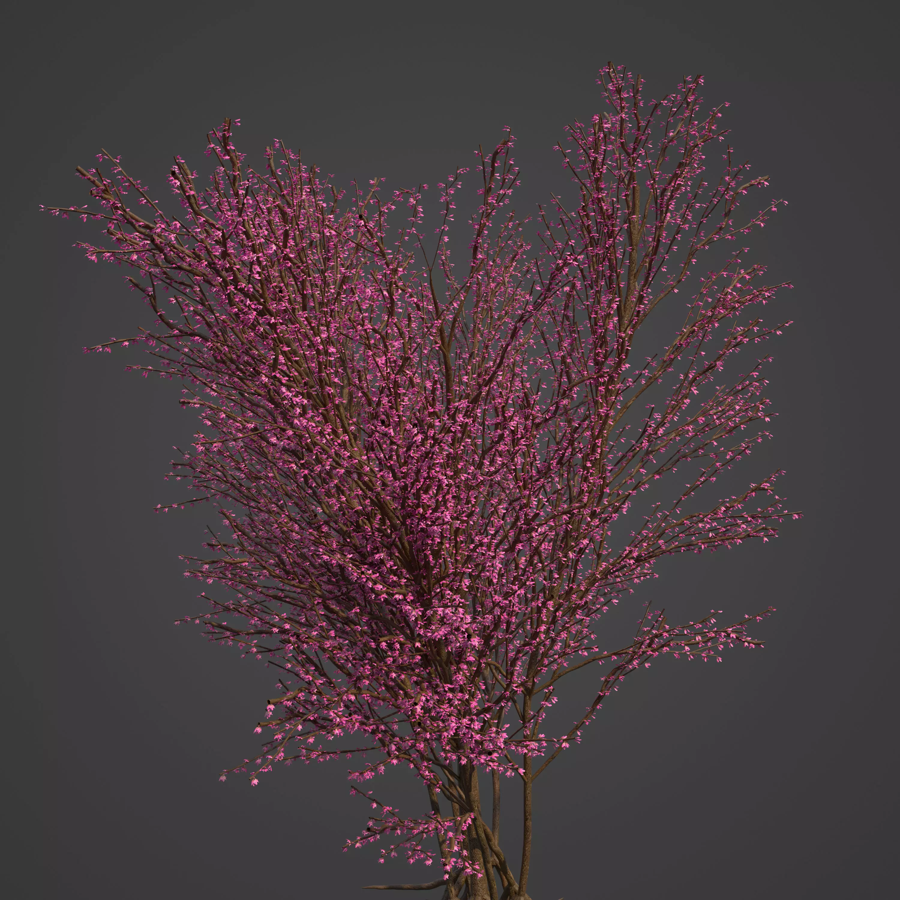 2021 PBR Redbud Collection - Cercis Canadensis 3D model
