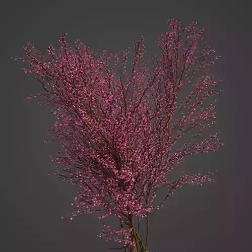 2021 PBR Redbud Collection - Cercis Canadensis 