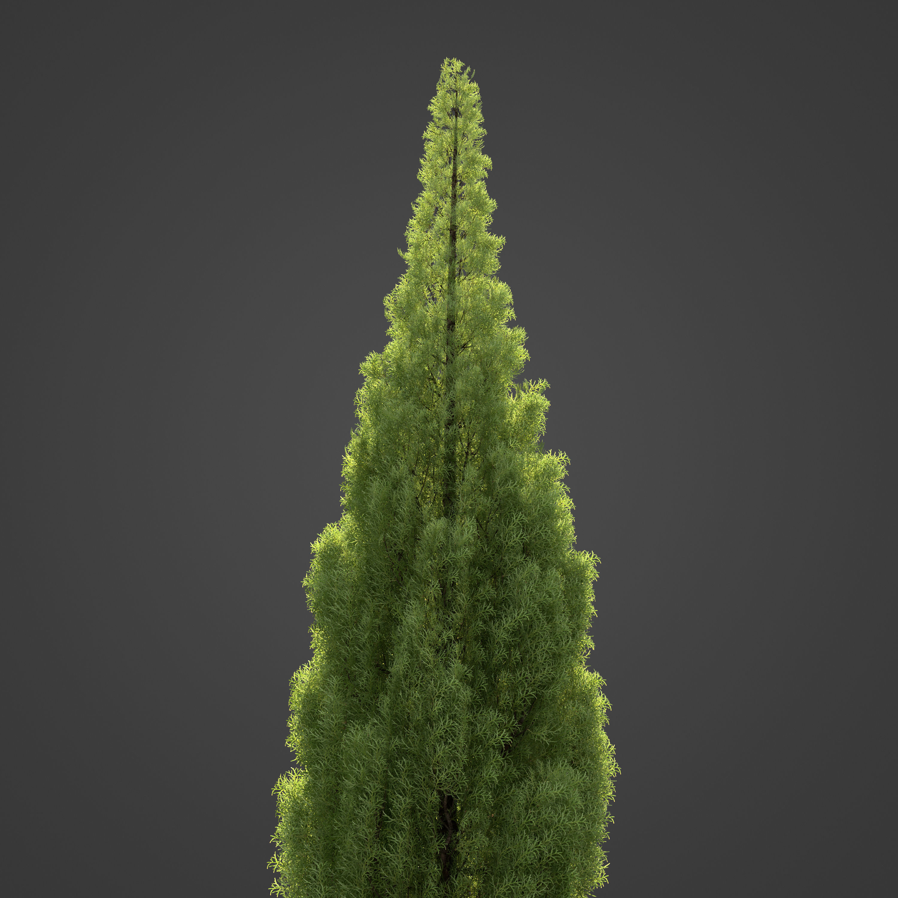 2021 PBR Eastern Aborvitae Collection - Thuja Occidentalis 3D model_5