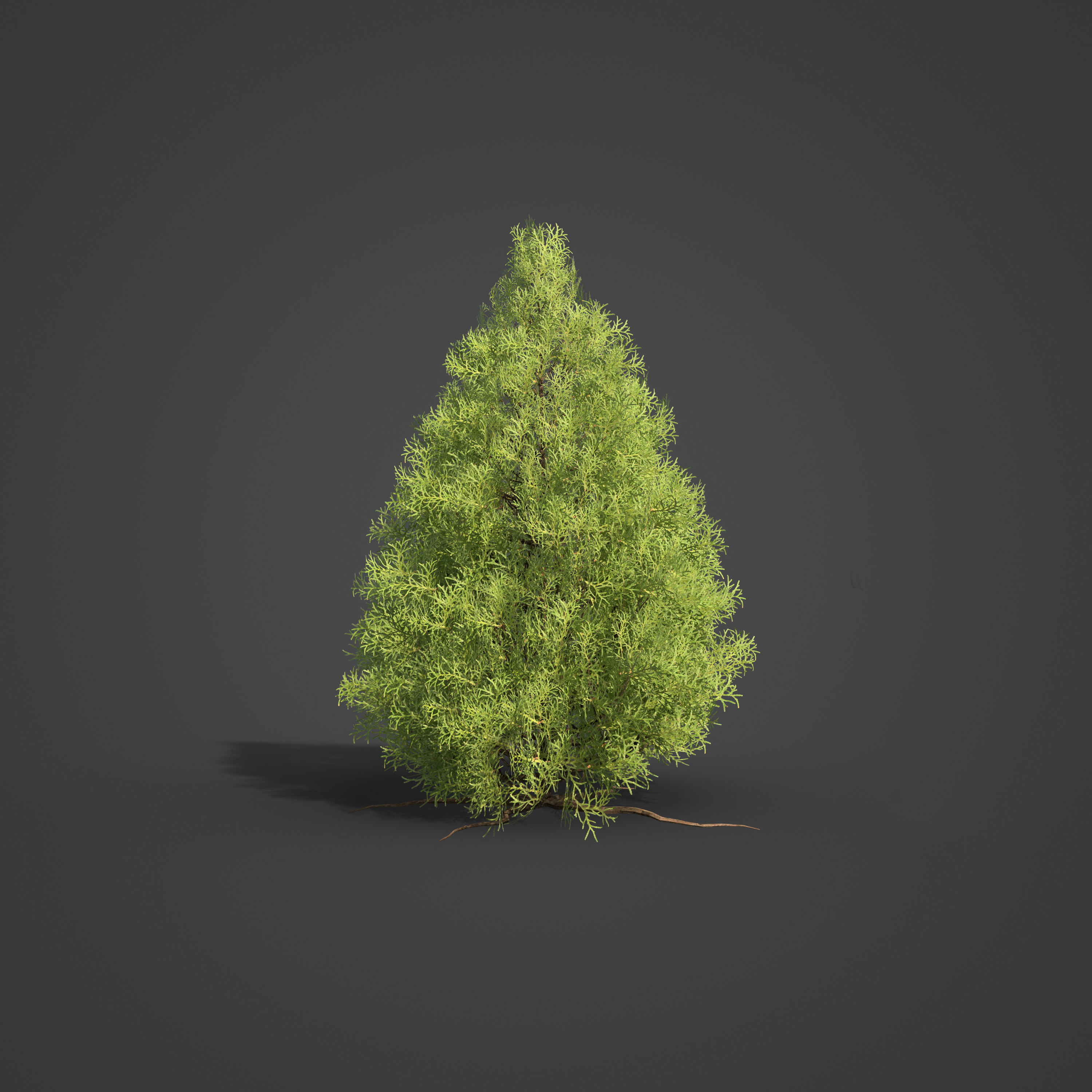 2021 PBR Eastern Aborvitae Collection - Thuja Occidentalis 3D model_3