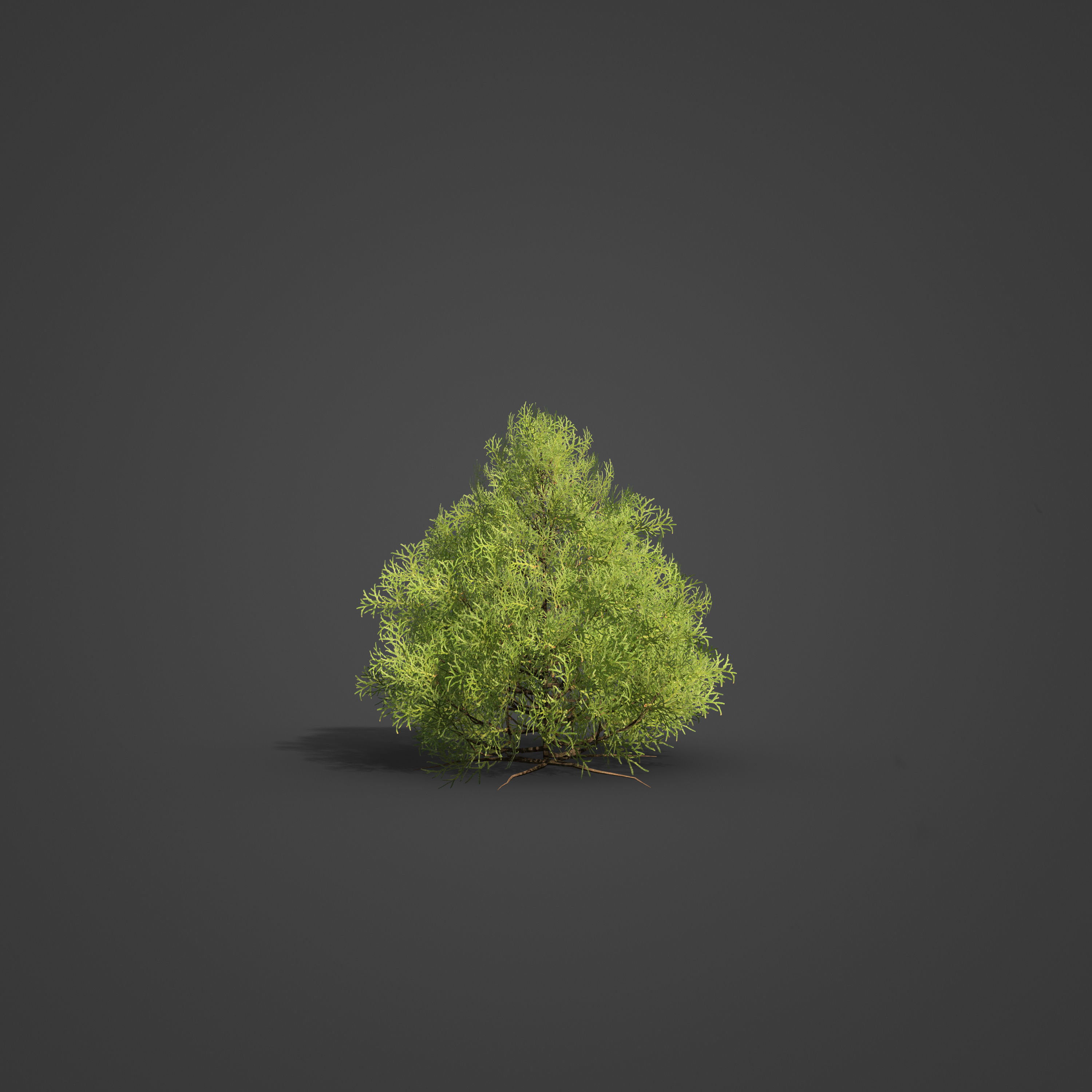 2021 PBR Eastern Aborvitae Collection - Thuja Occidentalis 3D model_2