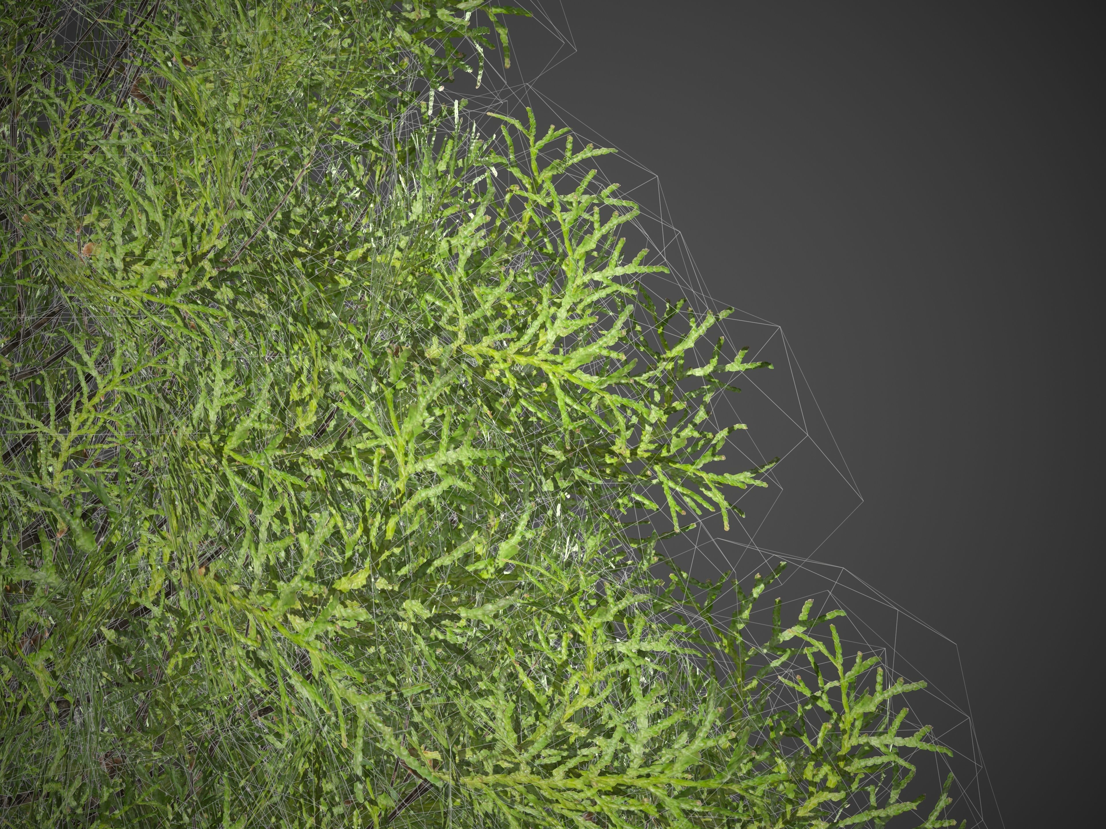 2021 PBR Eastern Aborvitae Collection - Thuja Occidentalis 3D model_7