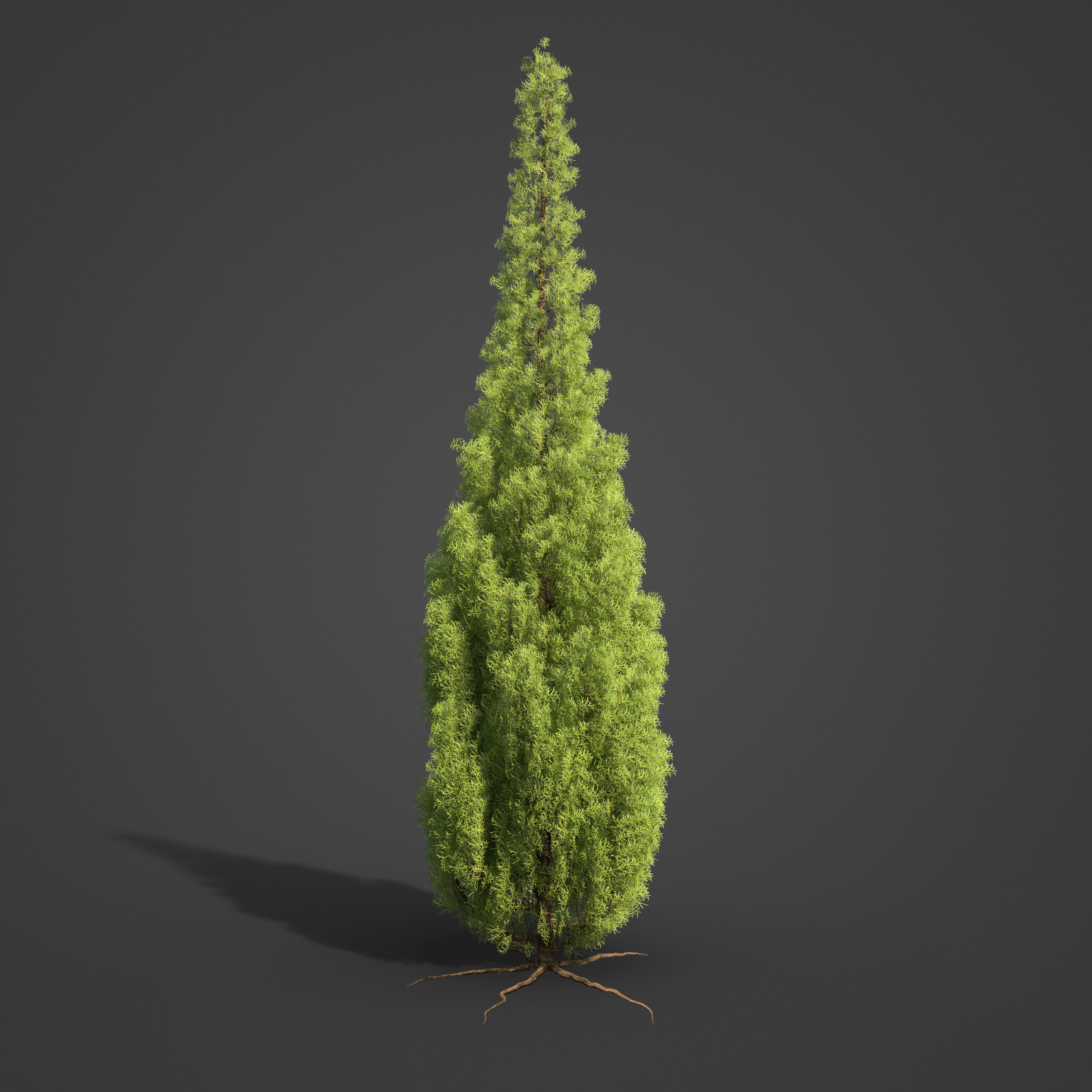 2021 PBR Eastern Aborvitae Collection - Thuja Occidentalis 3D model_6