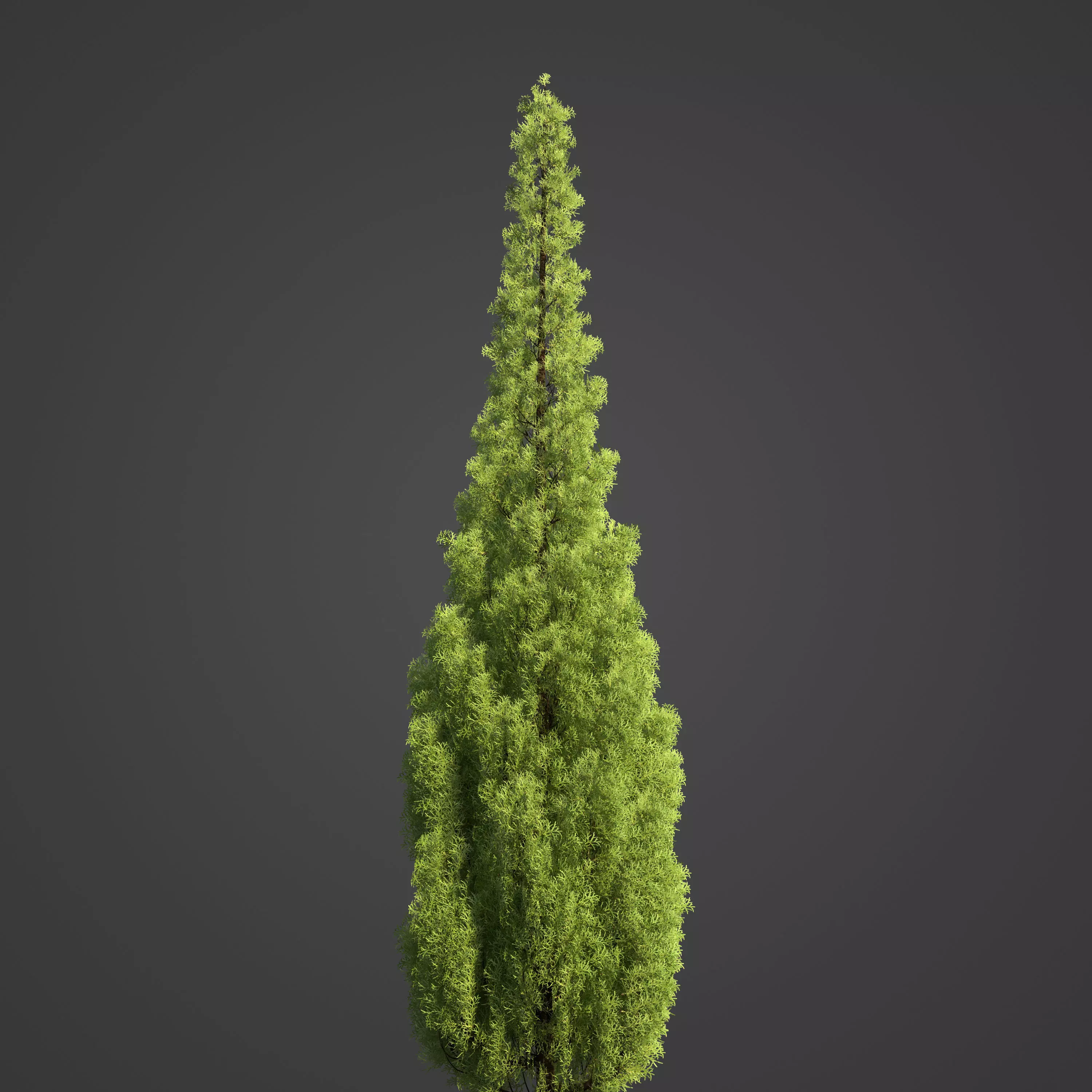 2021 PBR Eastern Aborvitae Collection - Thuja Occidentalis 3D model_0