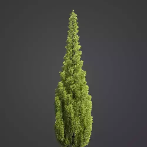 2021 PBR Eastern Aborvitae Collection - Thuja Occidentalis 3D model