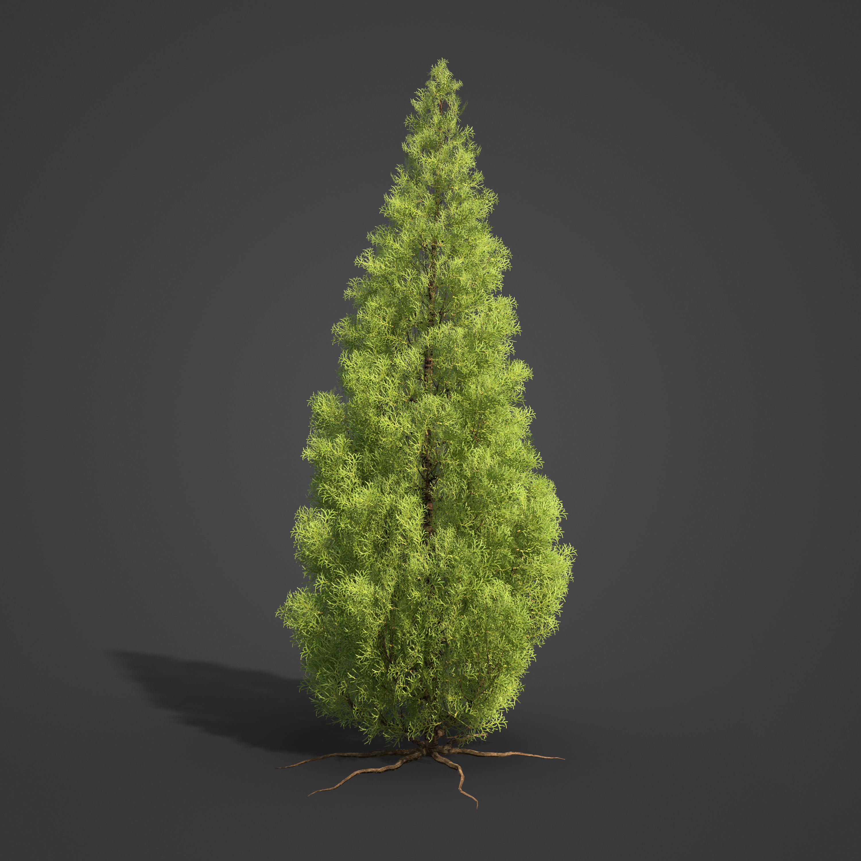 2021 PBR Eastern Aborvitae Collection - Thuja Occidentalis 3D model_4