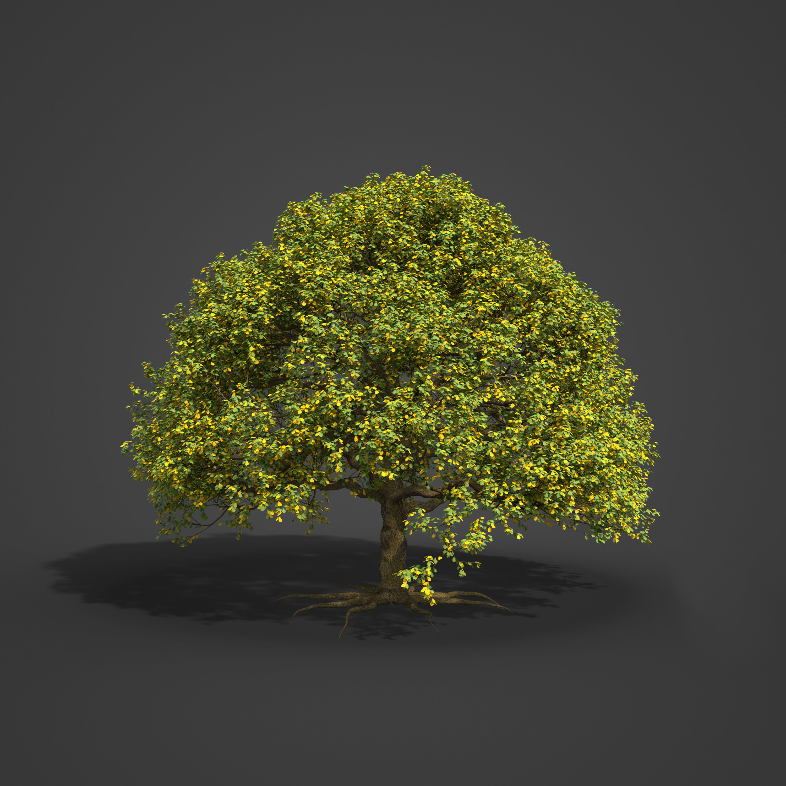 2021 PBR English Oak Collection - Quercus Robur  3D model_3