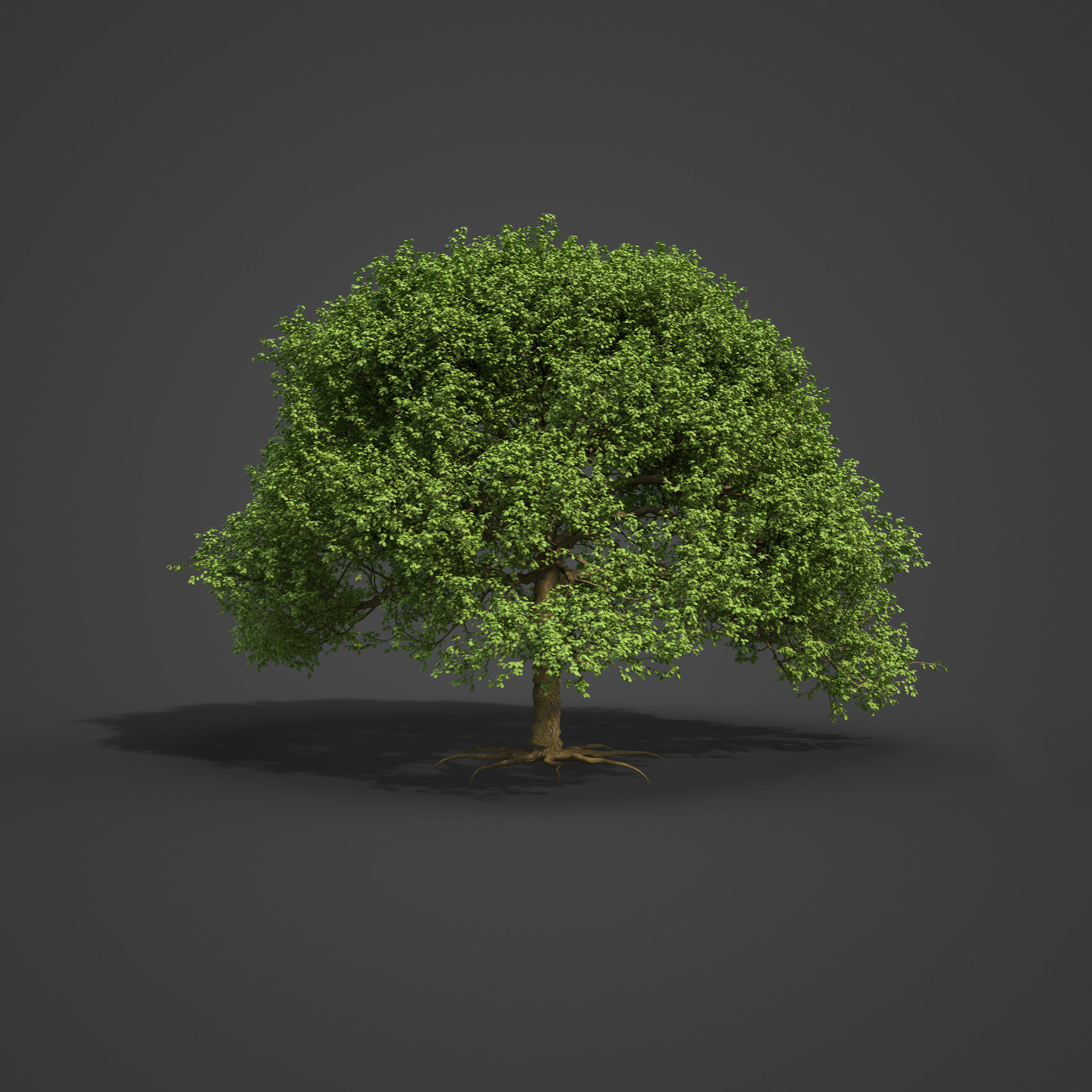 2021 PBR English Oak Collection - Quercus Robur  3D model_5