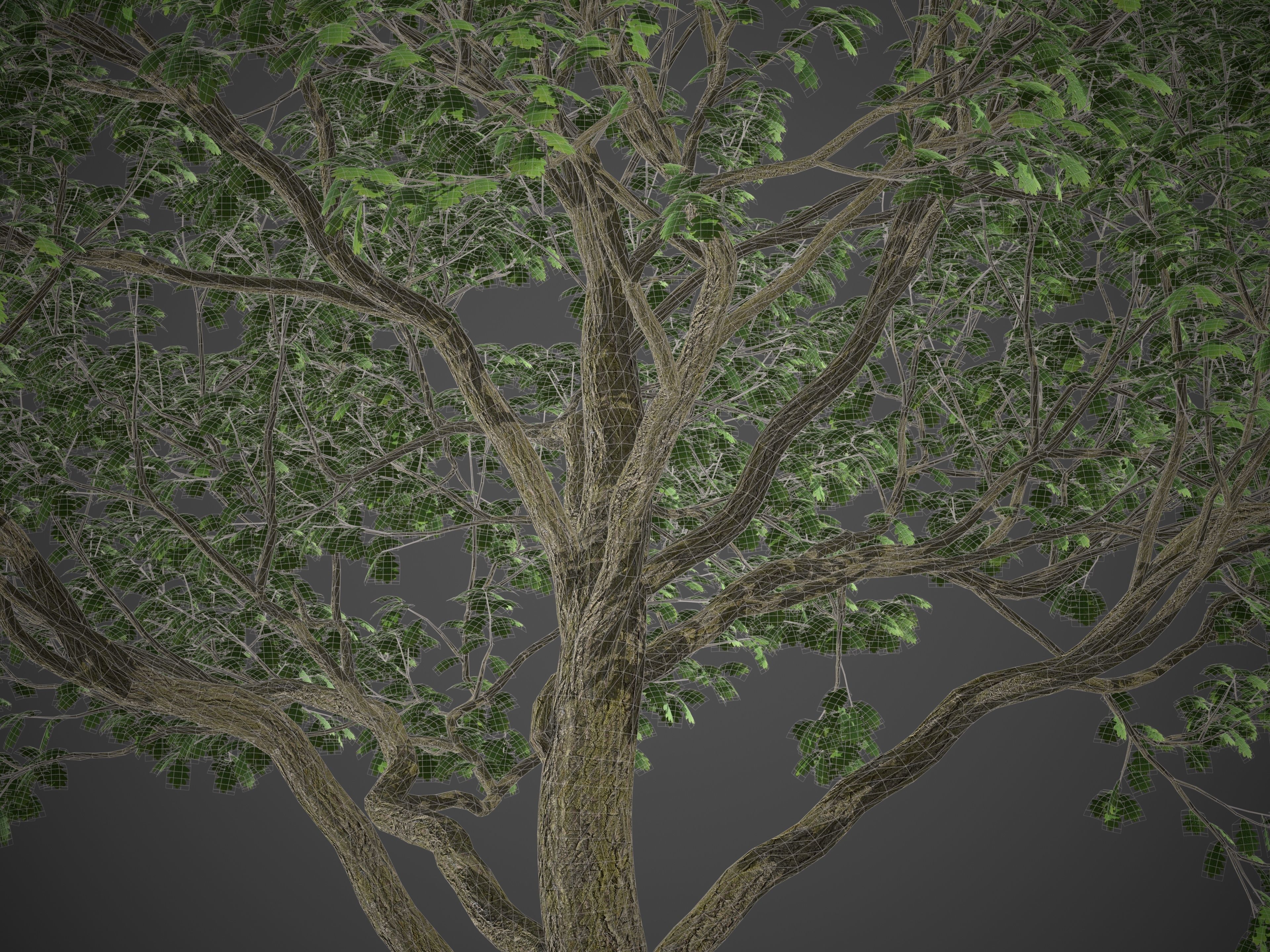 2021 PBR English Oak Collection - Quercus Robur  3D model_7