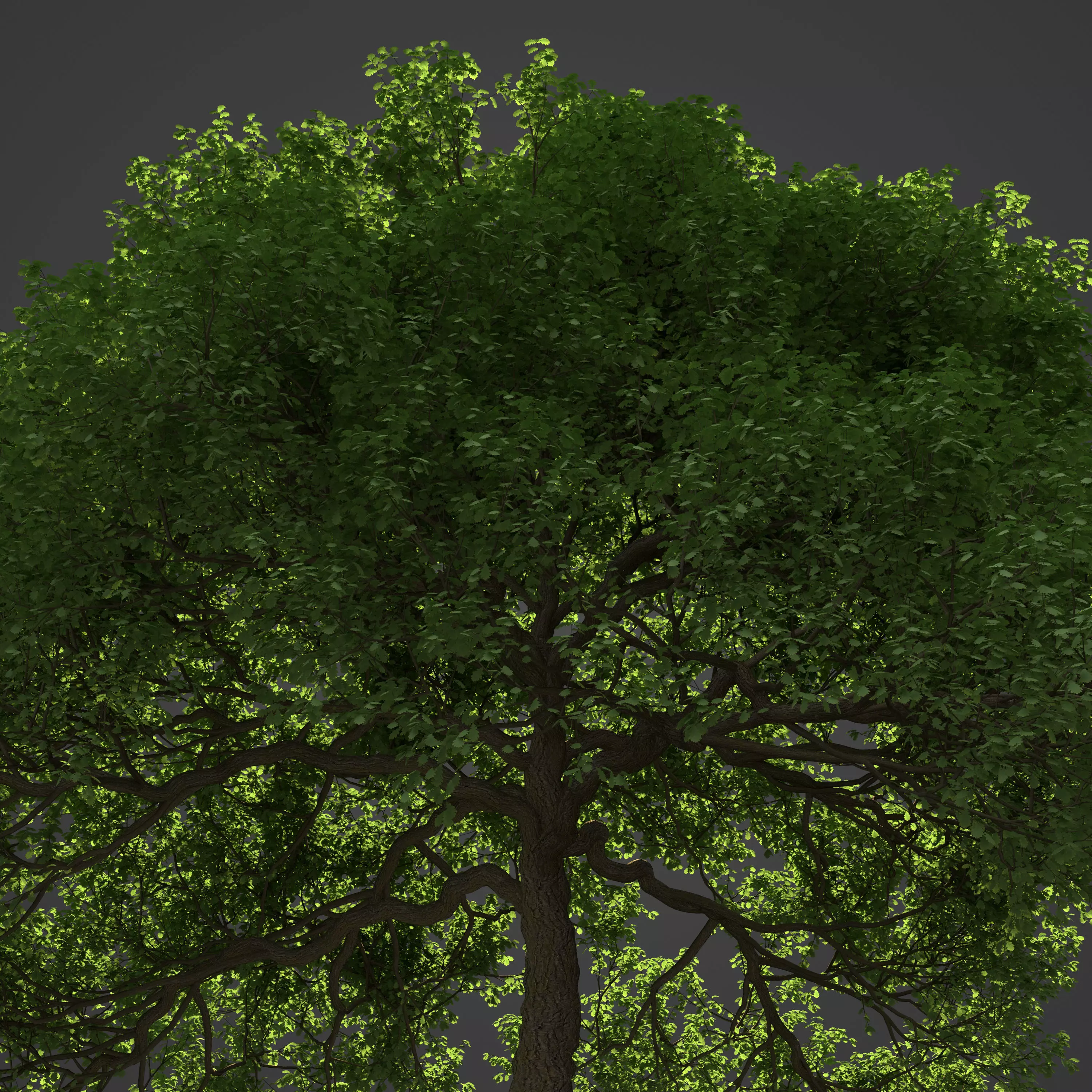 2021 PBR English Oak Collection - Quercus Robur  3D model_0