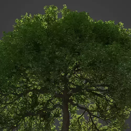 2021 PBR English Oak Collection - Quercus Robur 